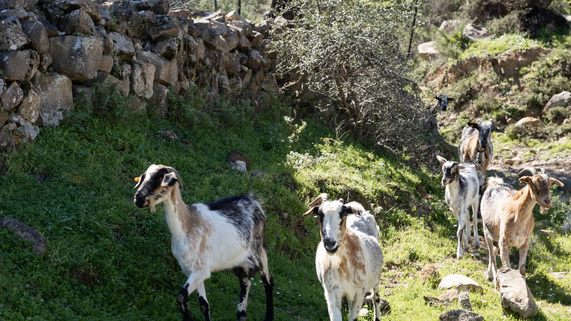 Finca for sale in Jimena de La Frontera