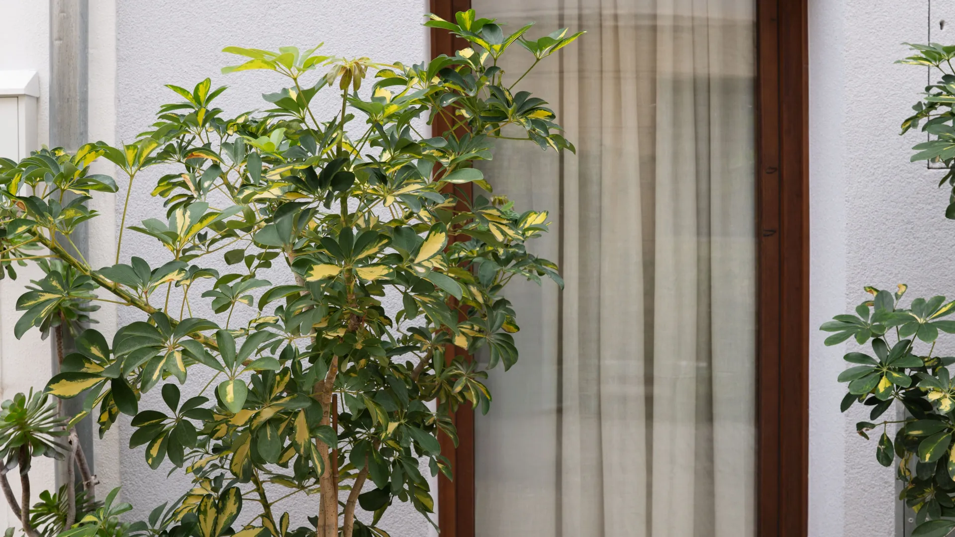 Adosado en venta con 3 dormitorios en Santa Catalina