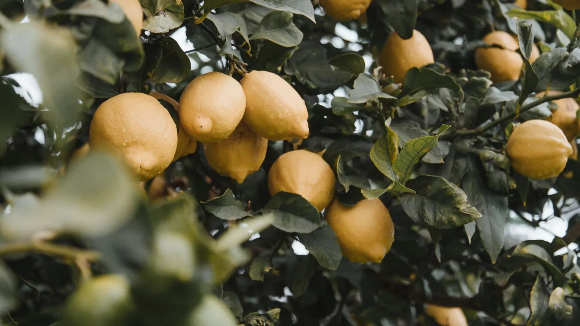 For sale plot in Banyalbufar