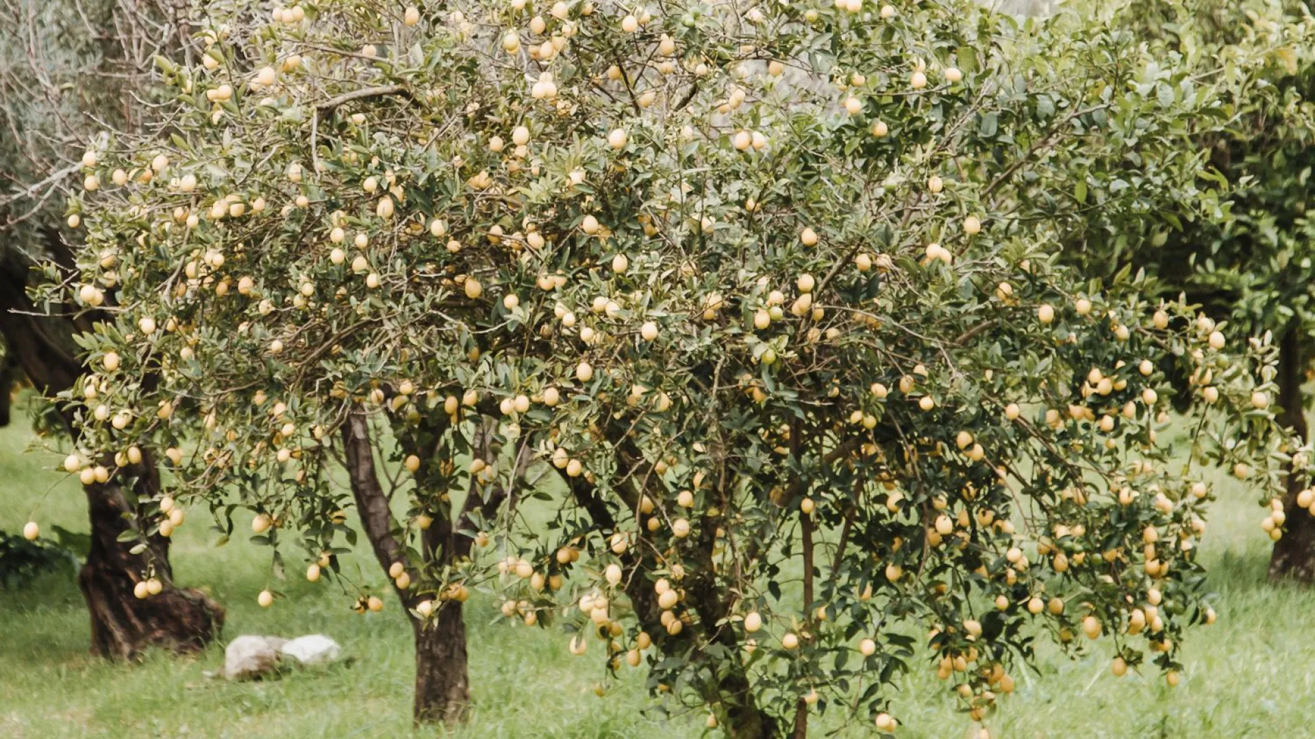 For sale plot in Banyalbufar