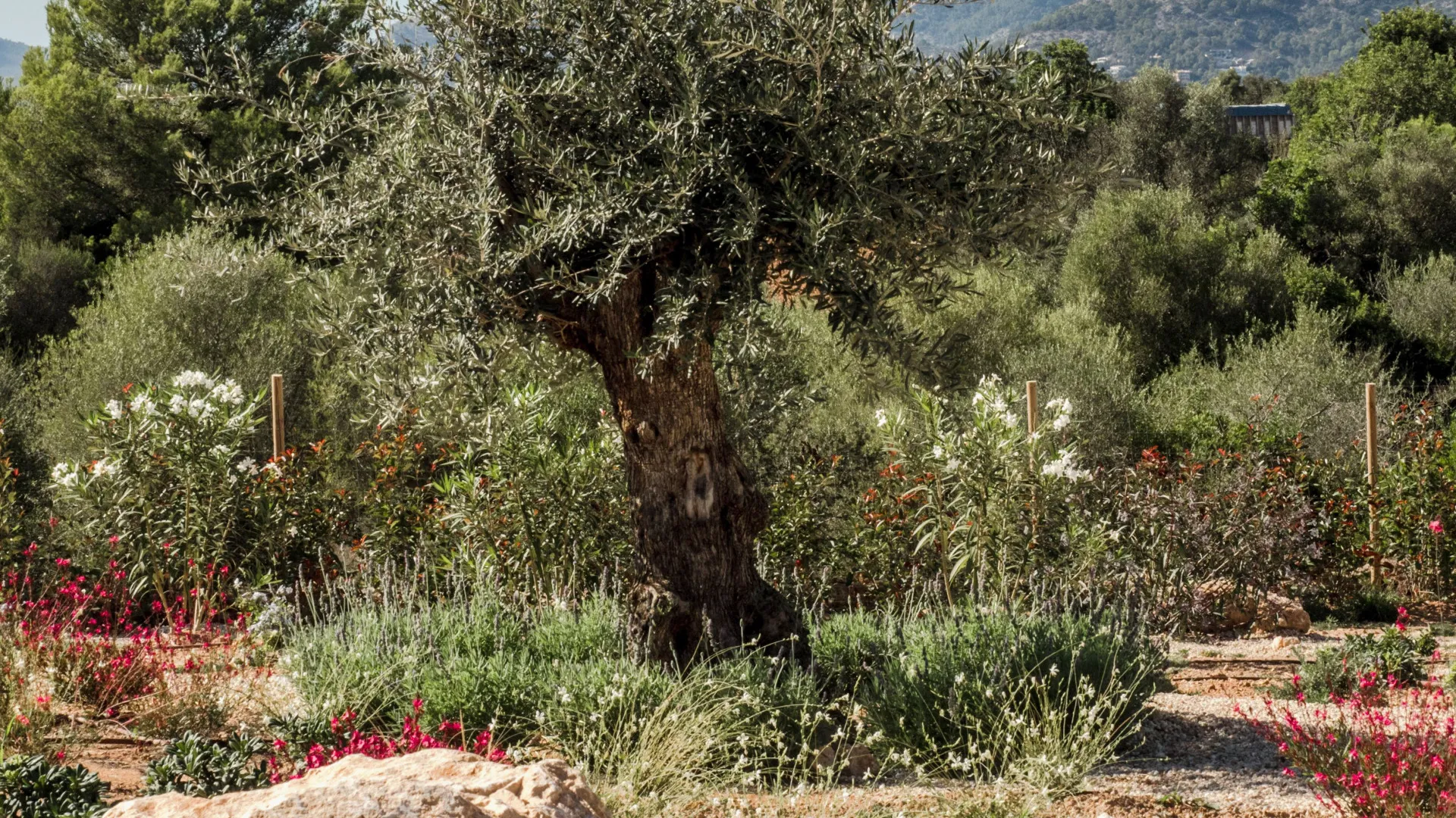 For sale plot in Banyalbufar