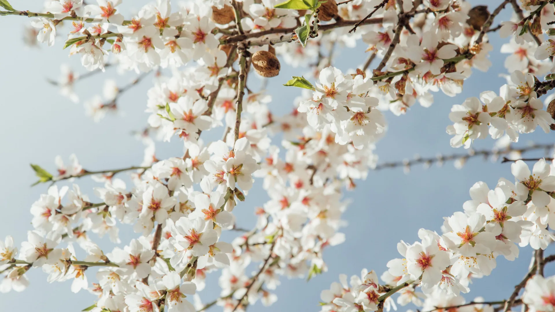 For sale plot in Banyalbufar