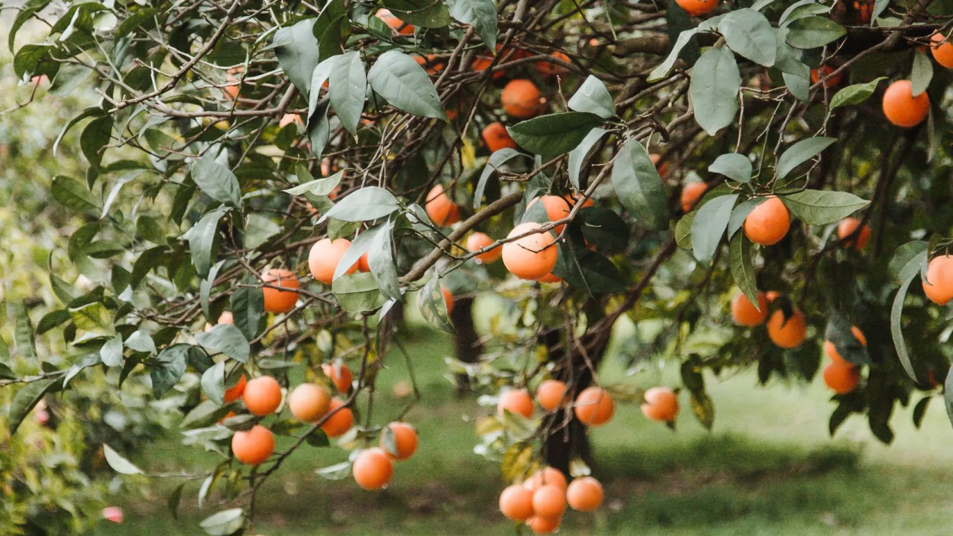 For sale plot in Banyalbufar