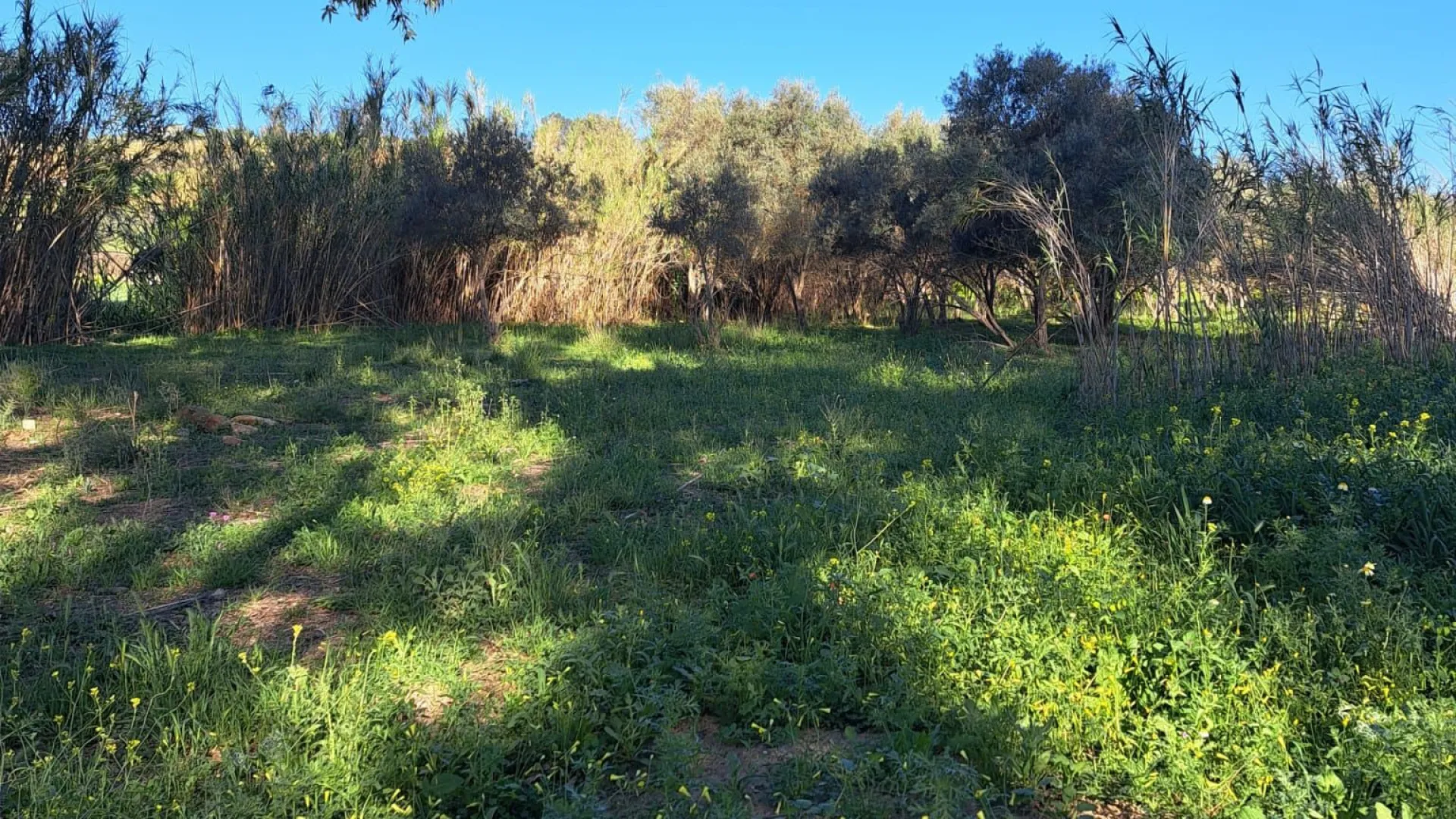 For sale plot in Cartama