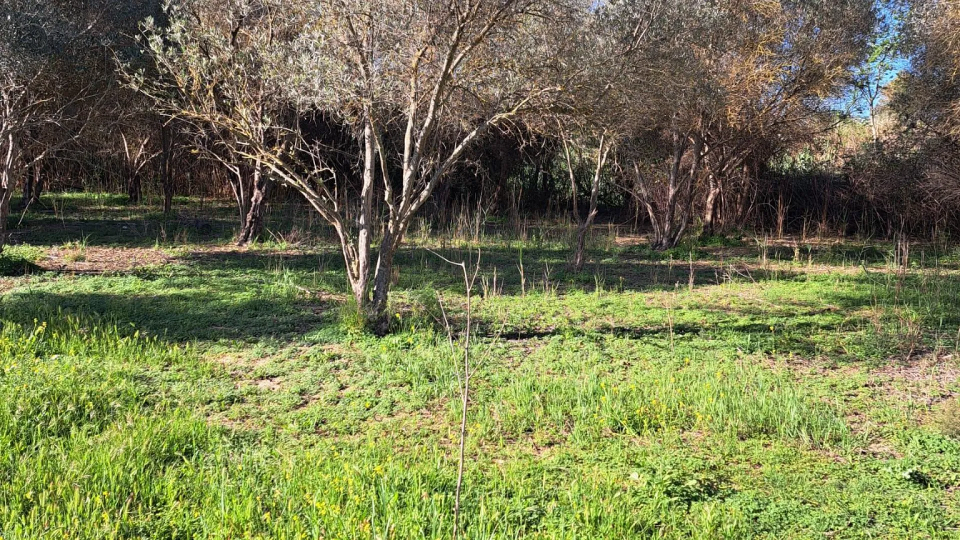 For sale plot in Cartama