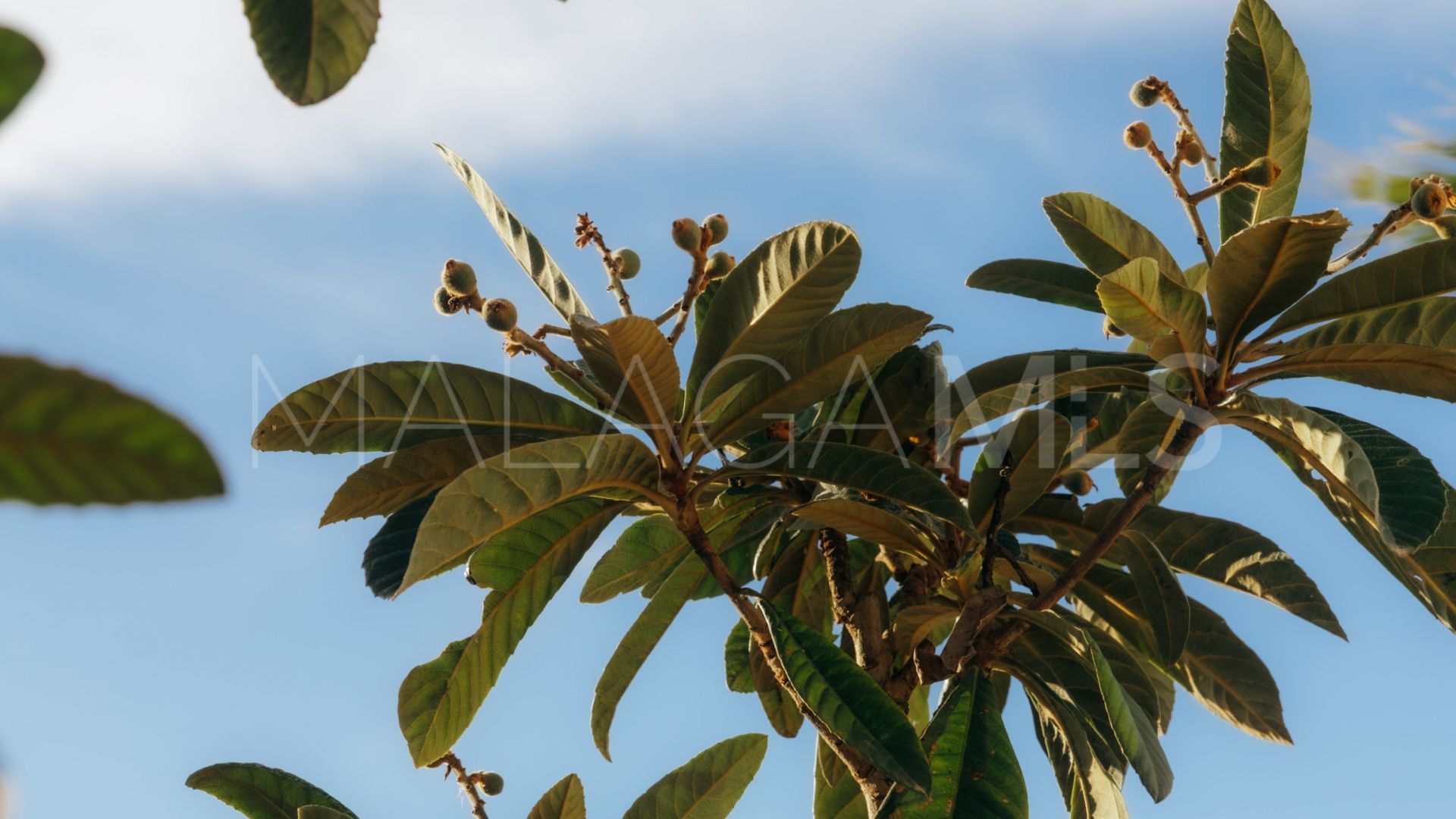 Se vende adosado in Atalaya