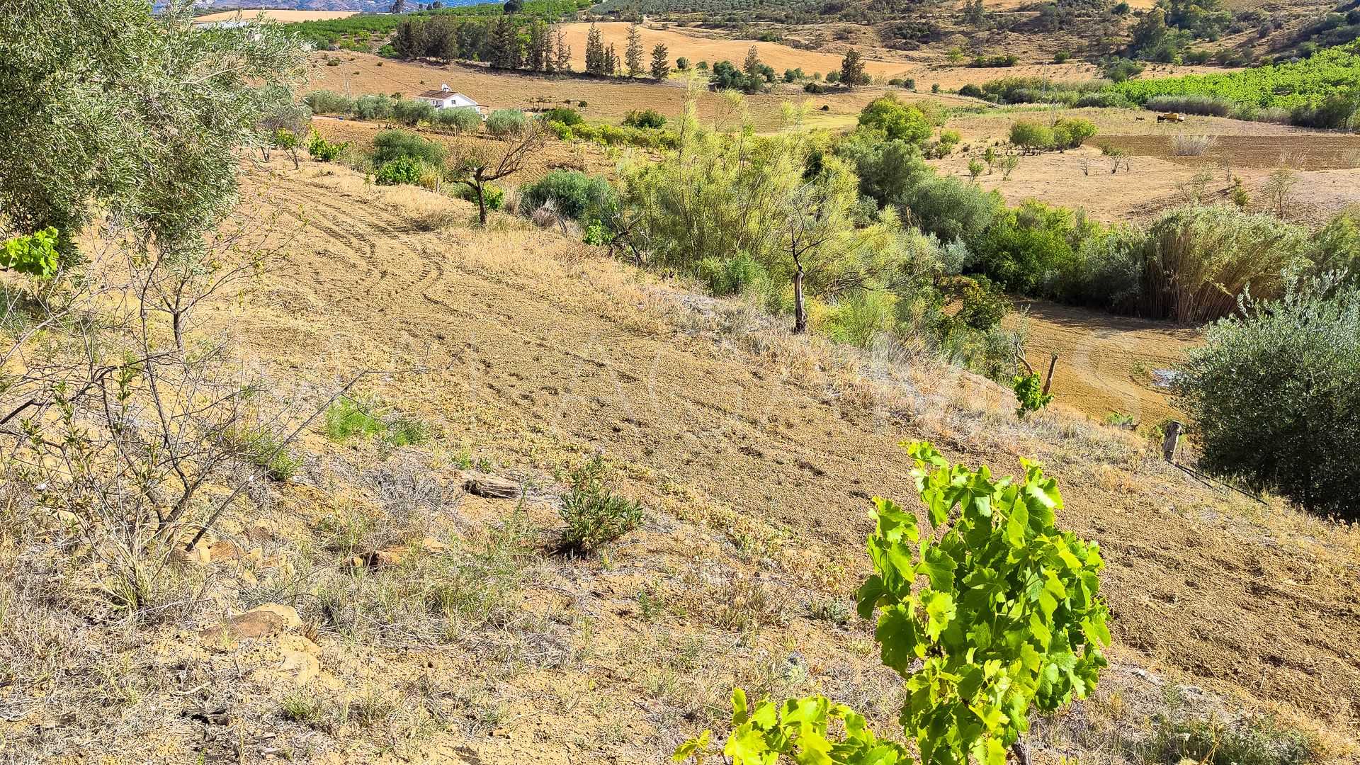 Terrain for sale in Coin Centro