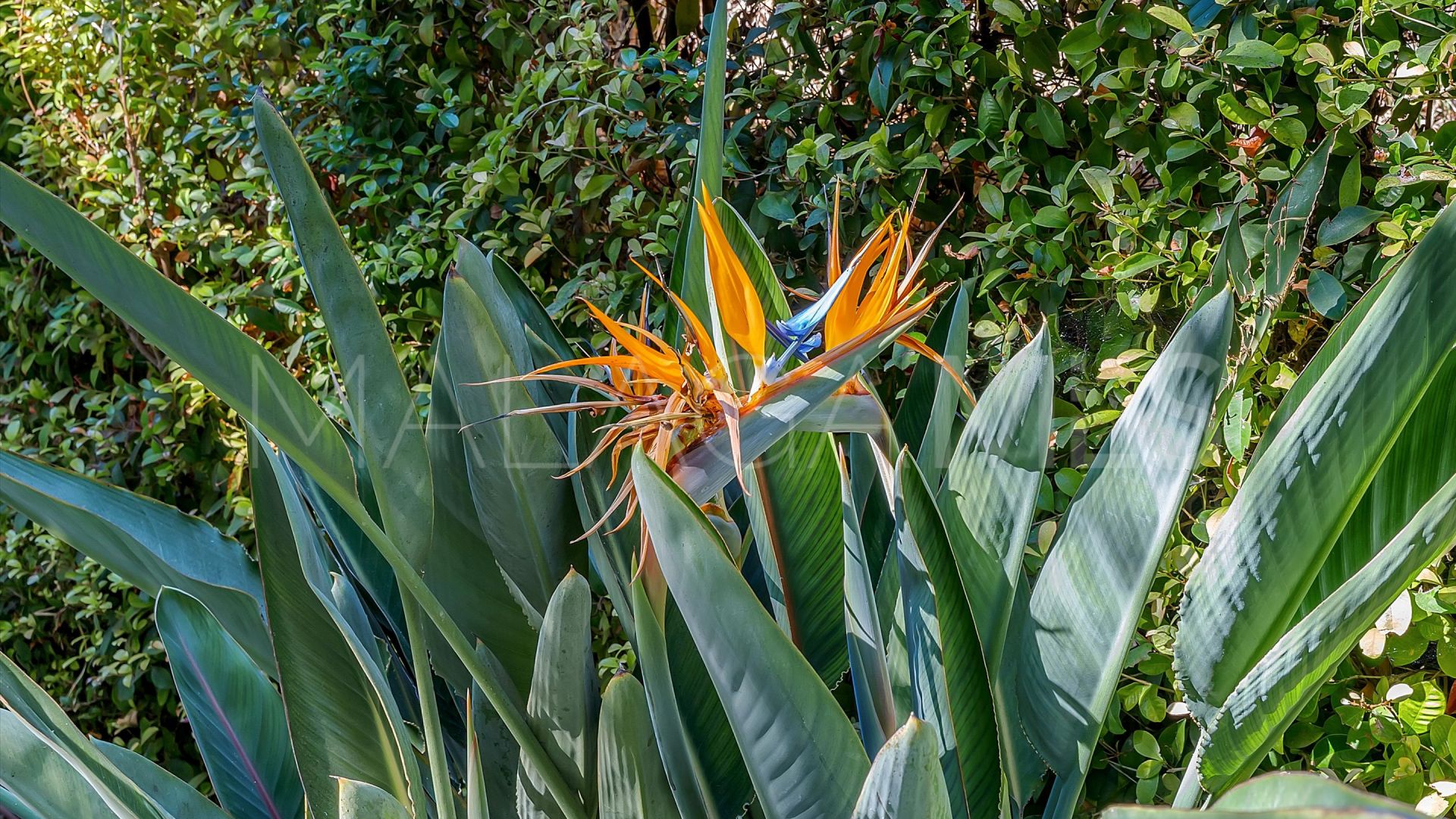 Botanic, apartamento for sale de 3 bedrooms