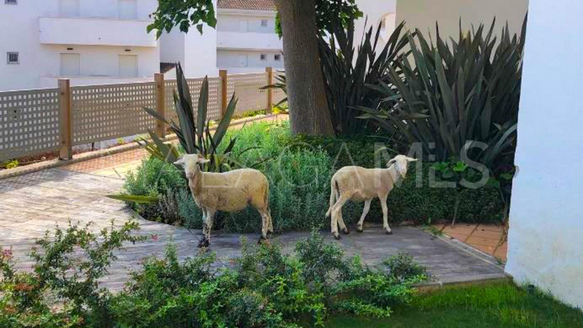Appartement rez de chaussée for sale in La Duquesa