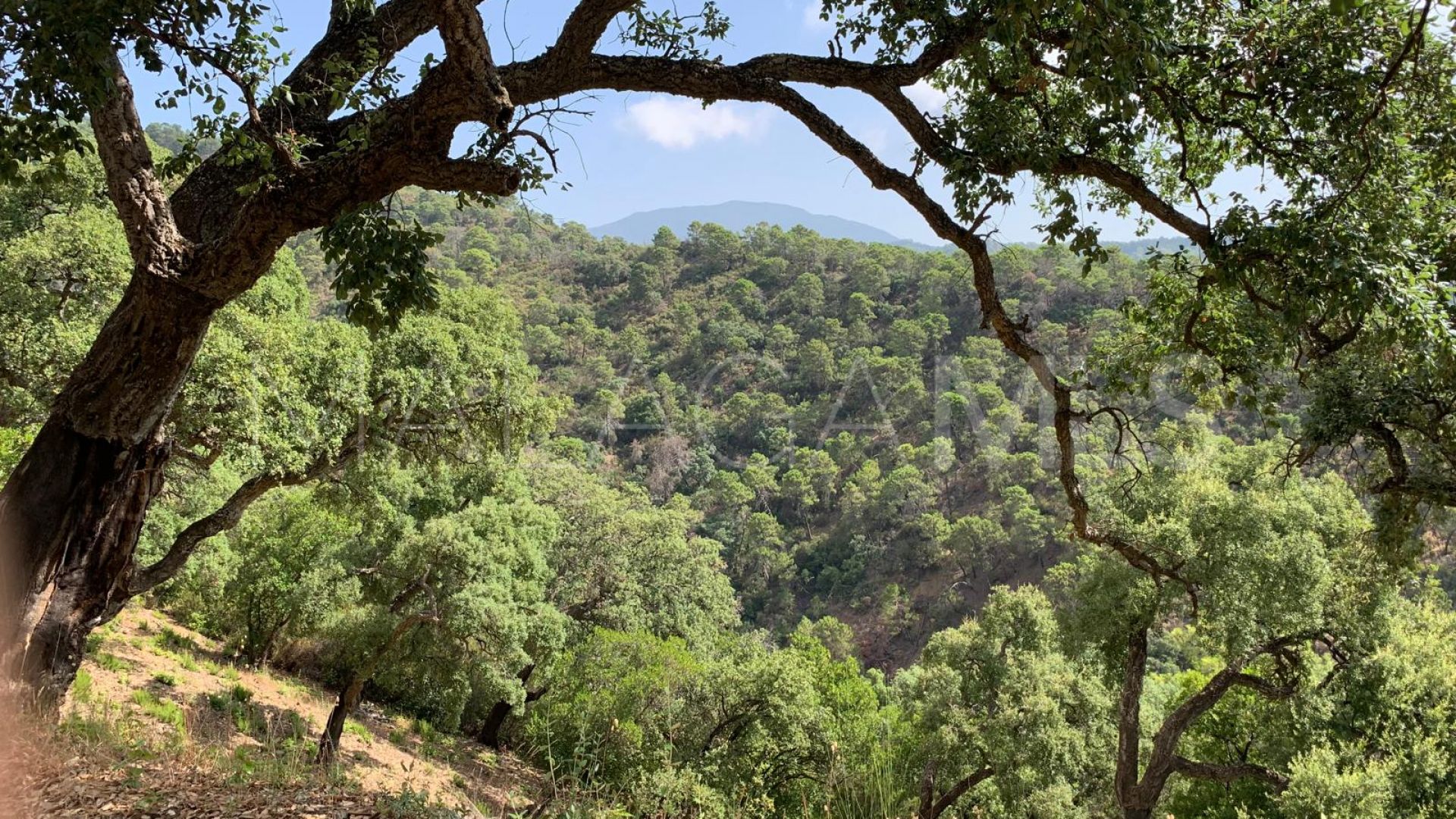 Terrain for sale in El Madroñal