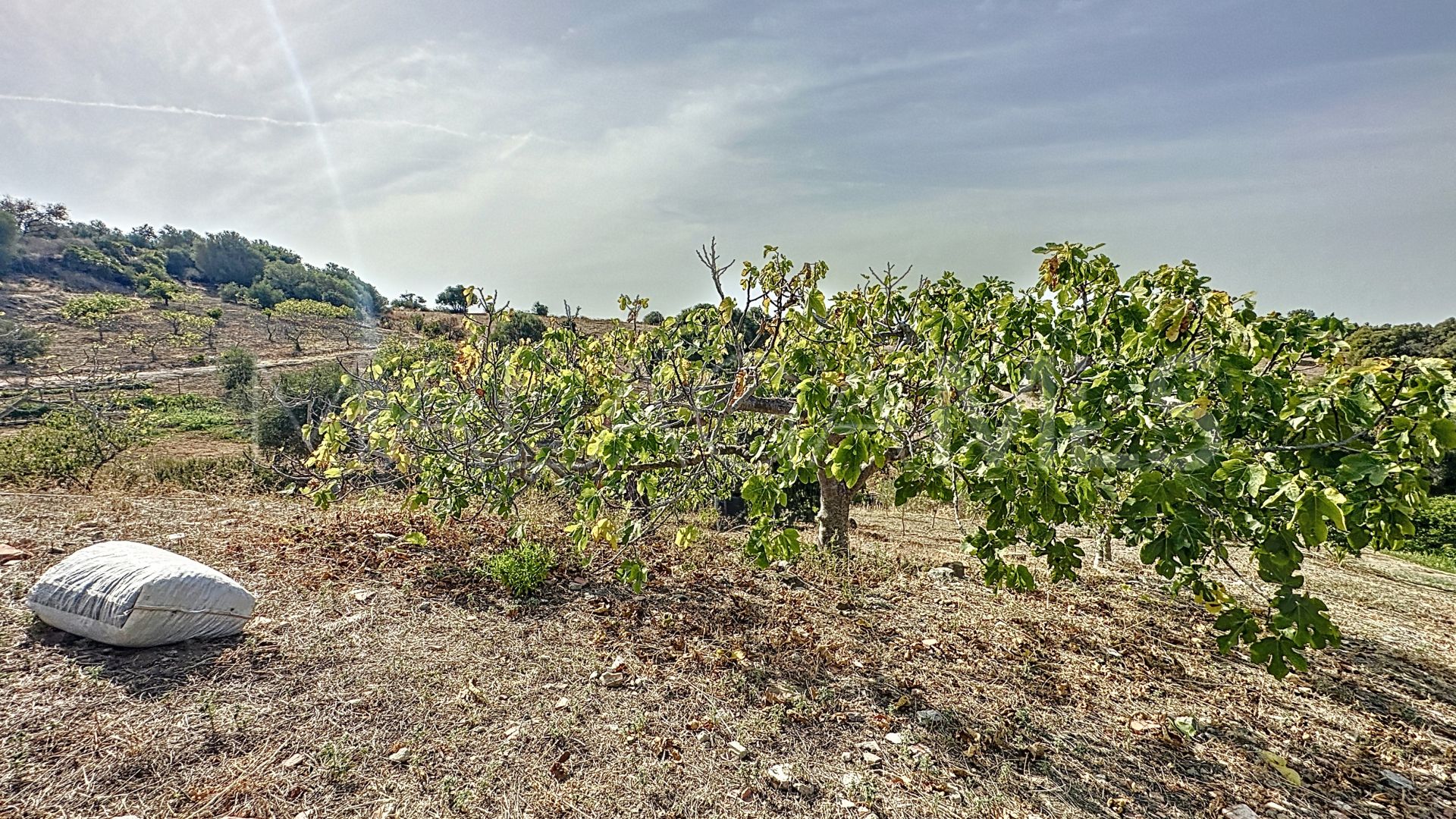 Finca for sale in Estepona