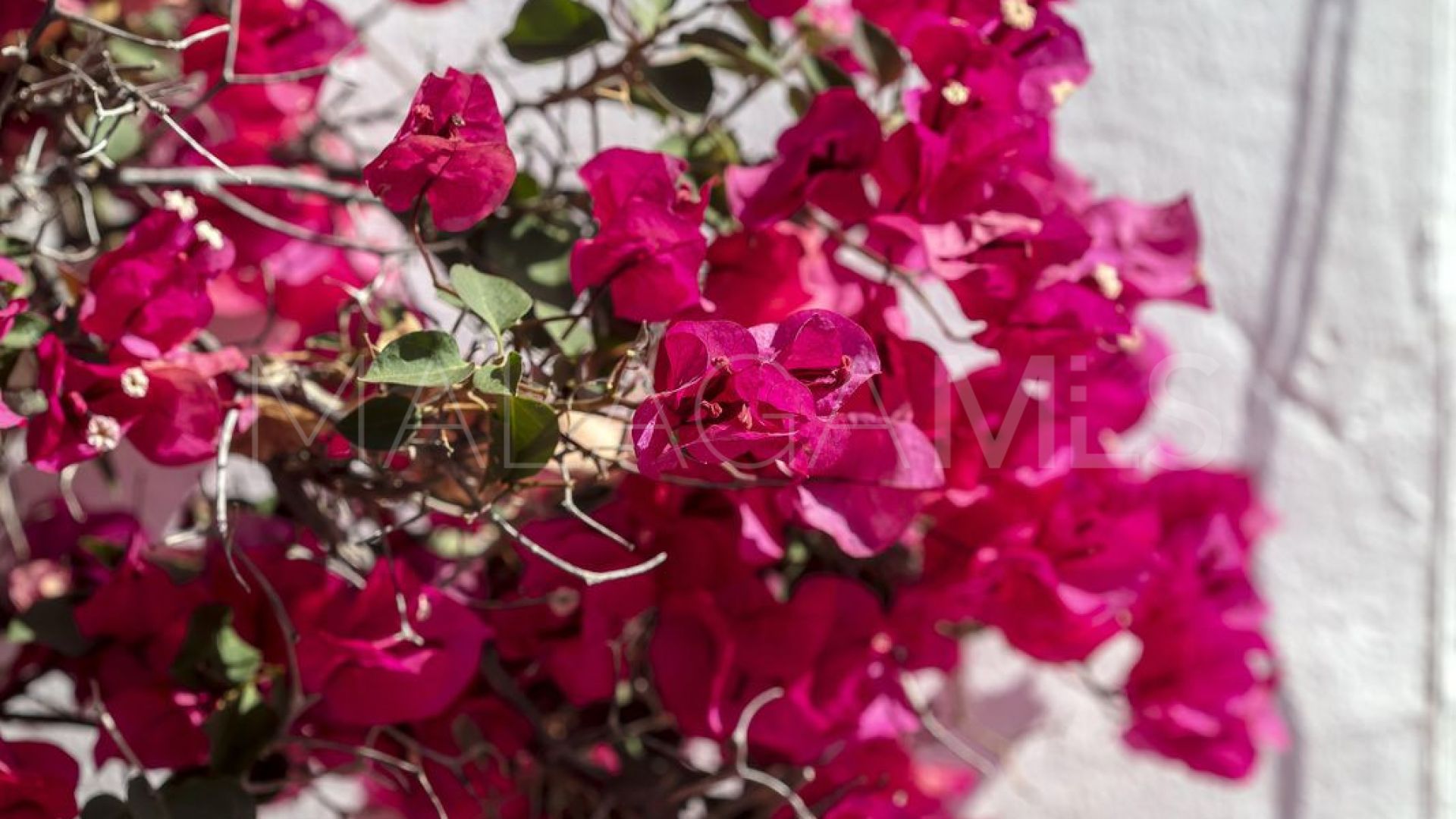 Appartement rez de chaussée for sale in Nueva Andalucia