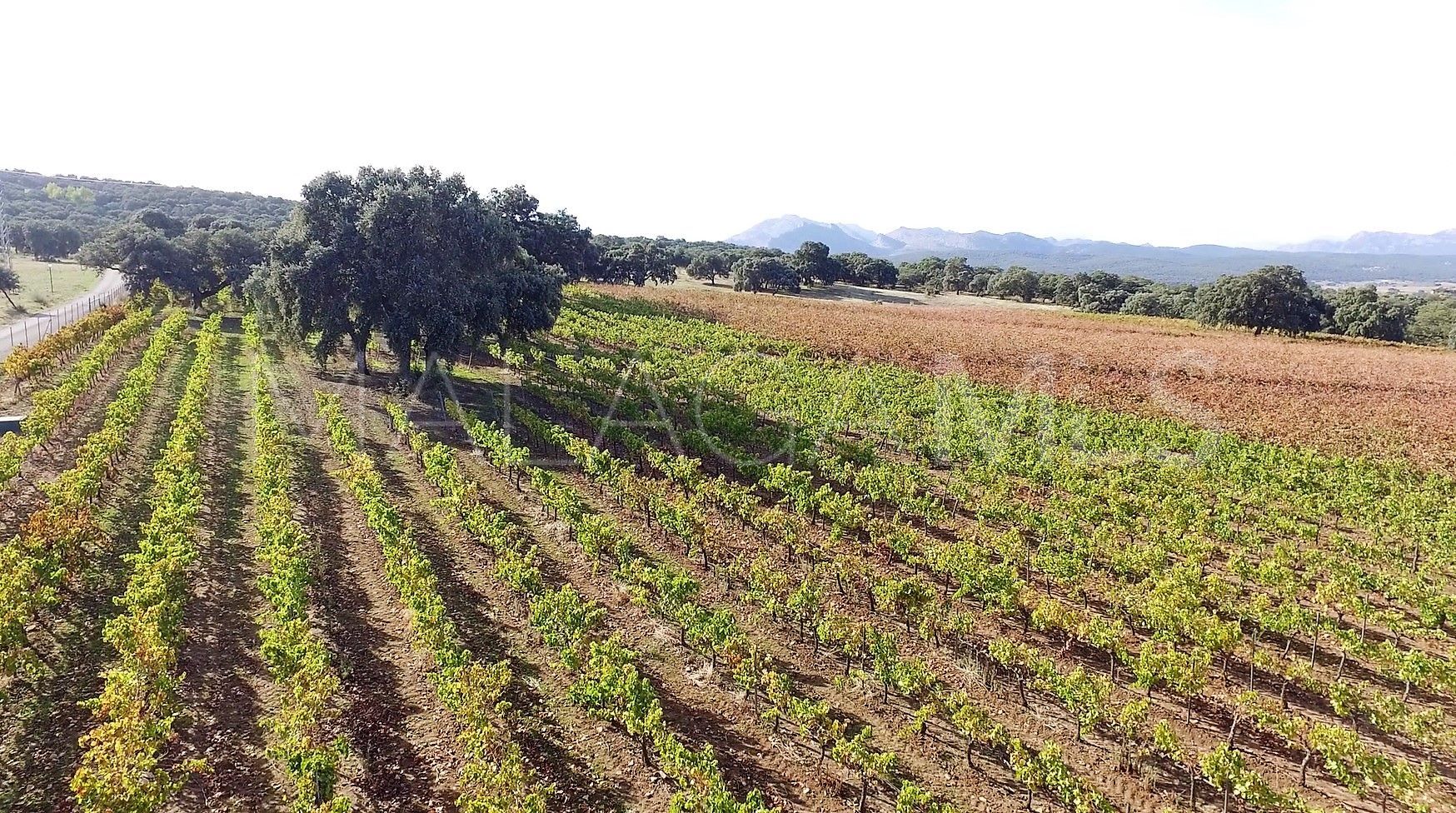 Finca for sale in Ronda Centro