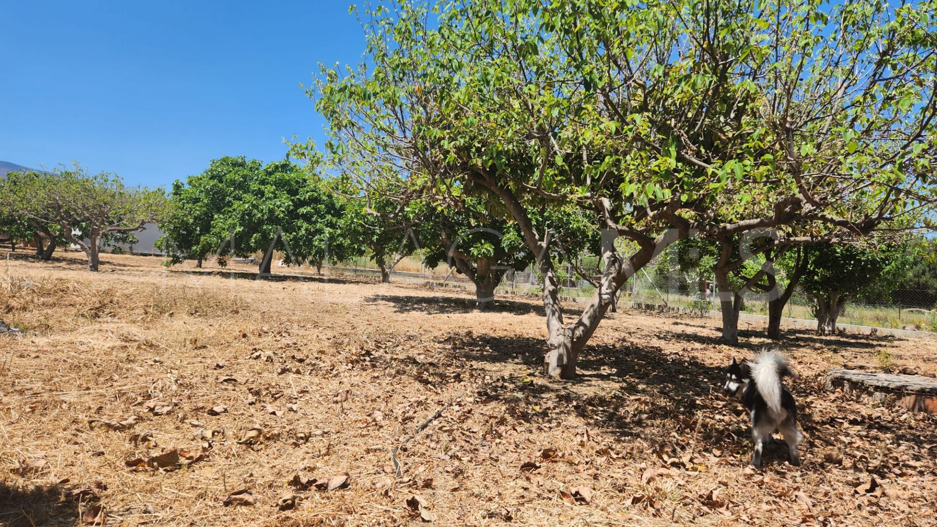 Tomt for sale in El Padron