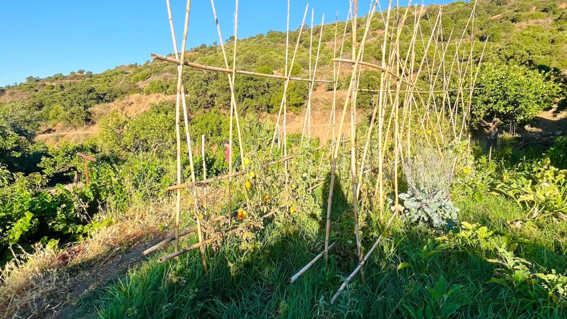 Maison de campagne for sale in Los Pedregales