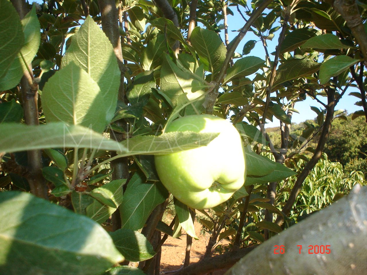 Tomt for sale in El Padron