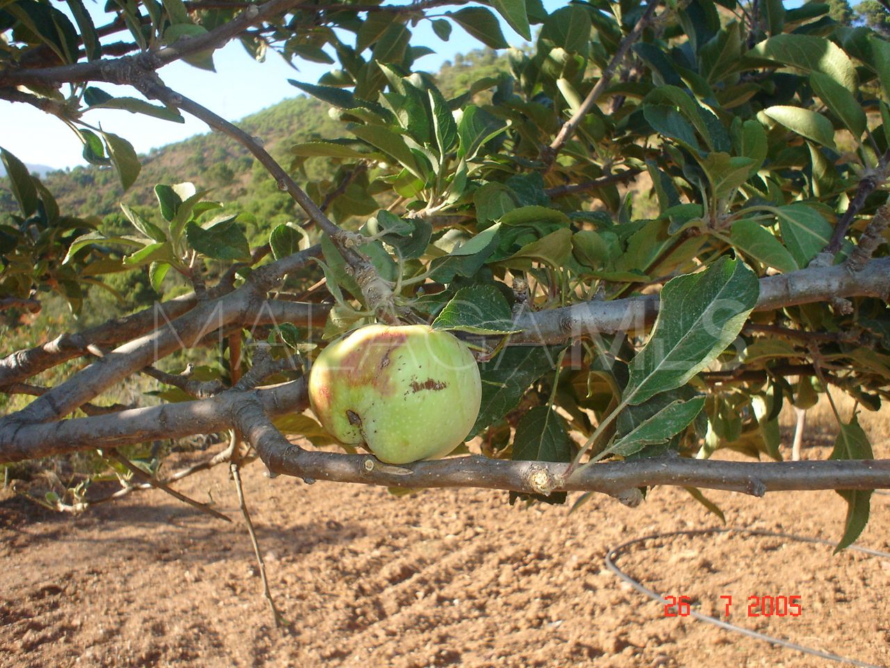 Tomt for sale in El Padron