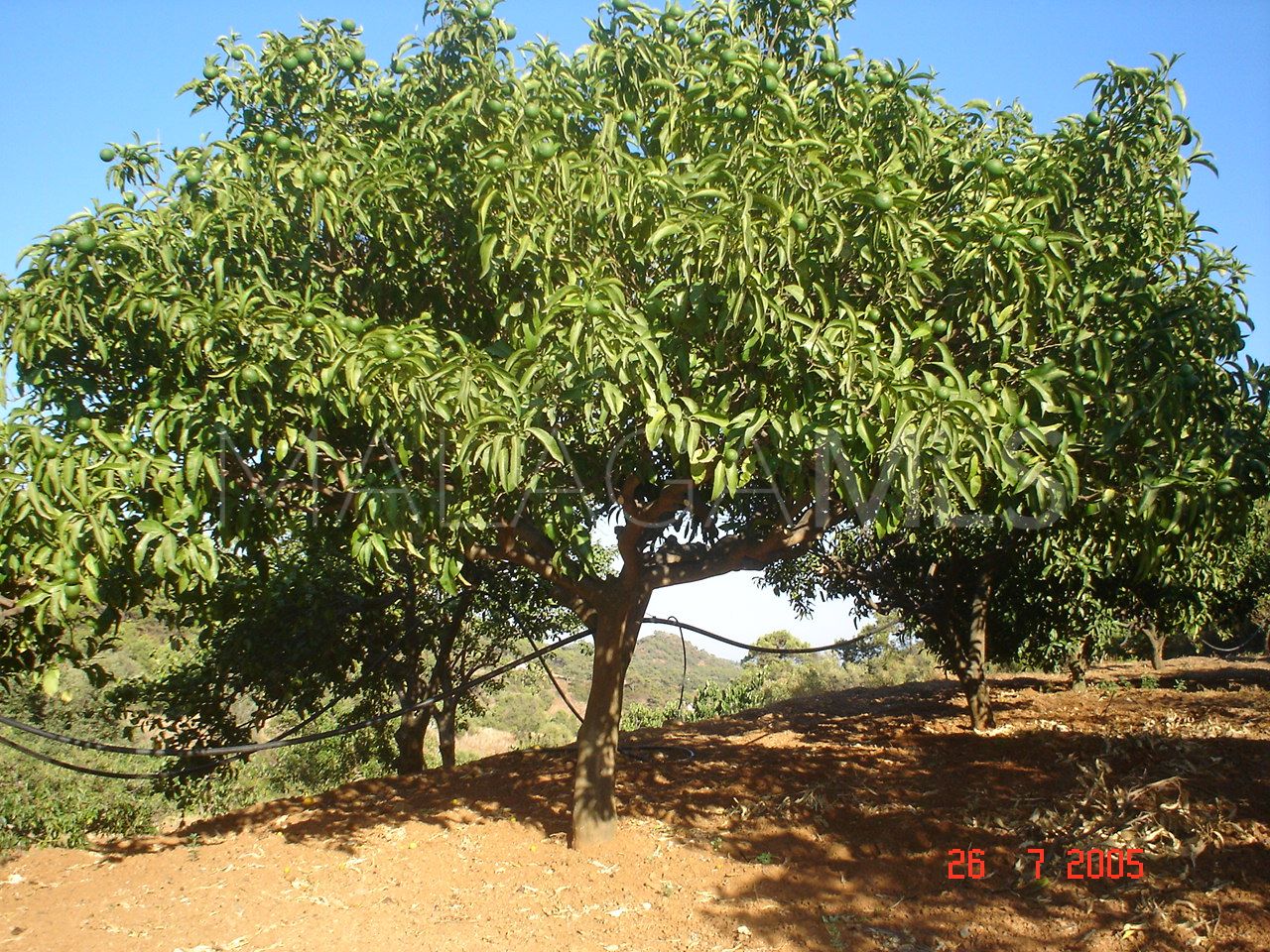 Tomt for sale in El Padron