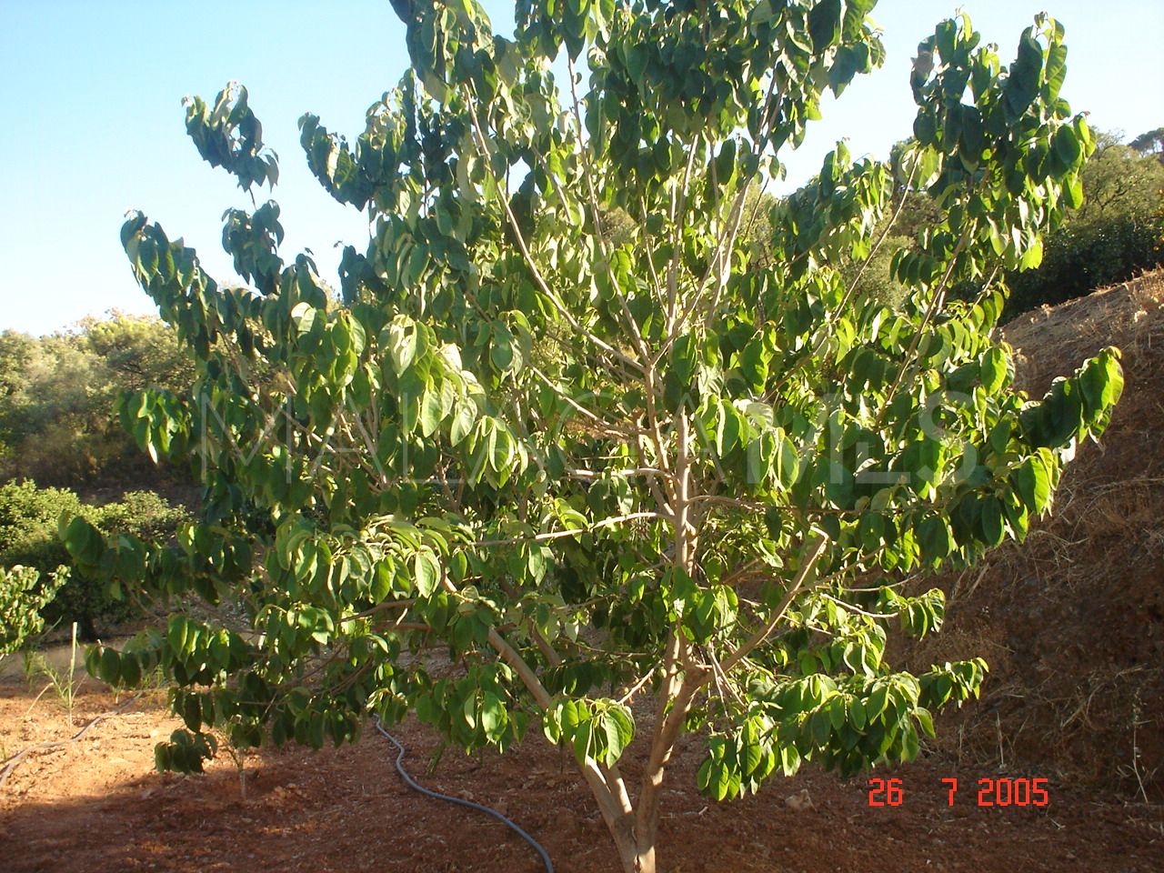 For sale plot in El Padron