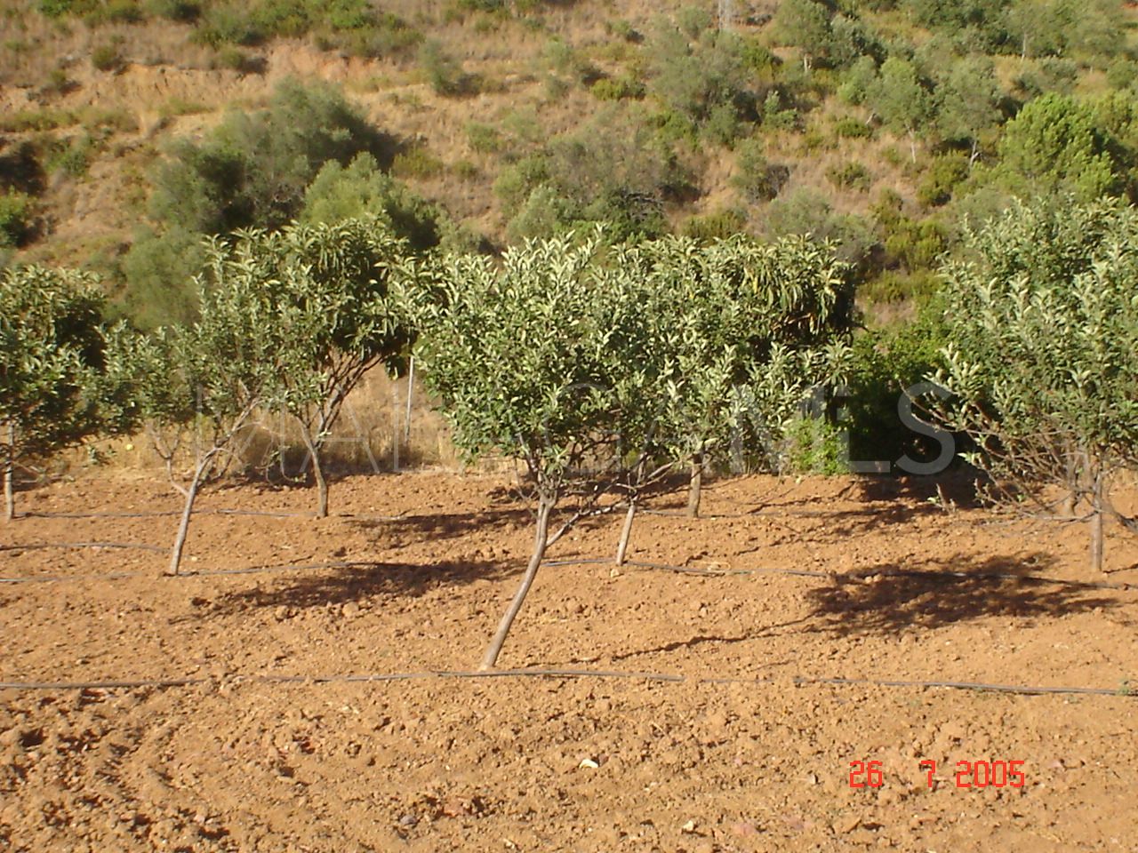 For sale plot in El Padron