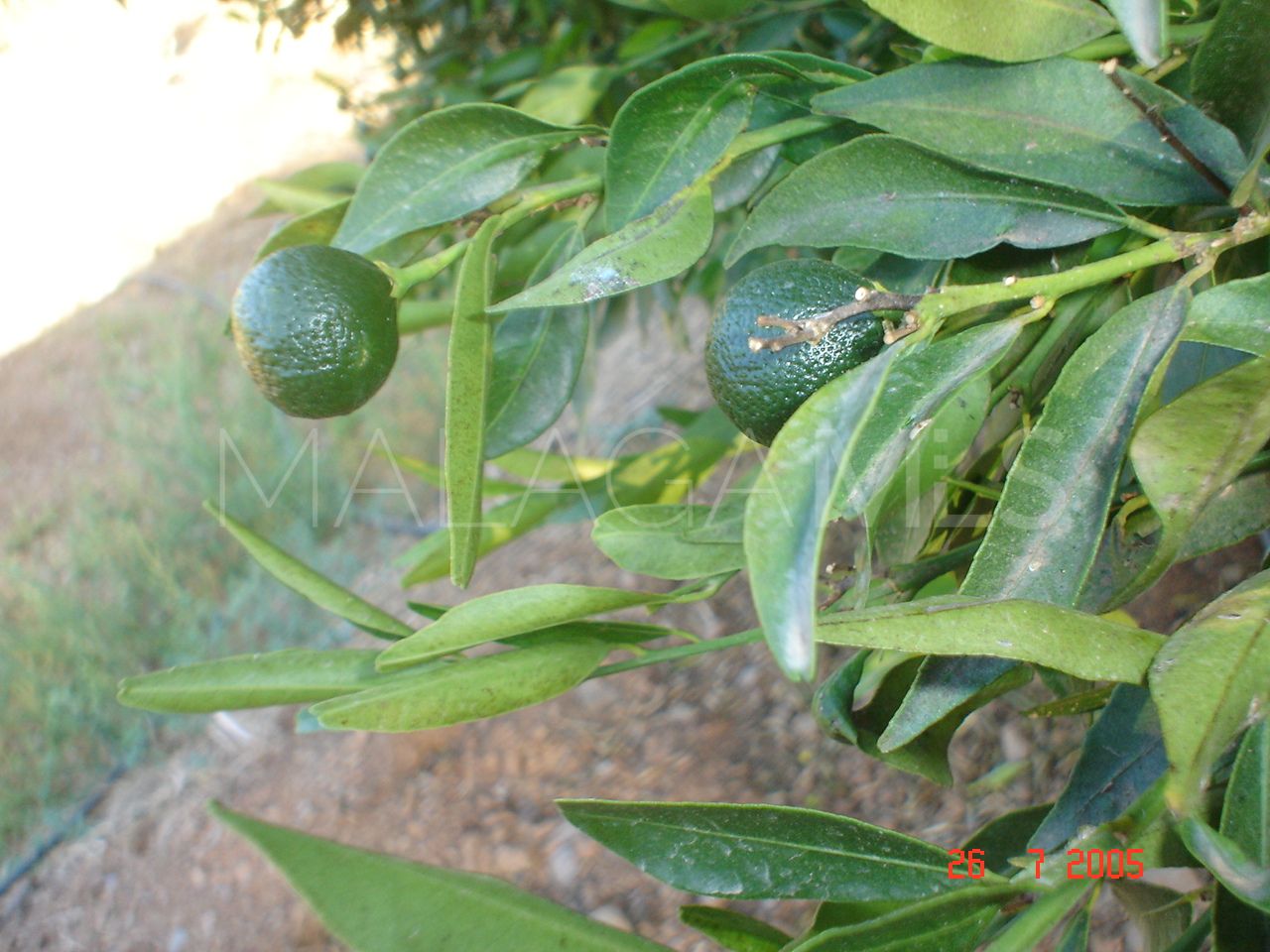 Tomt for sale in El Padron