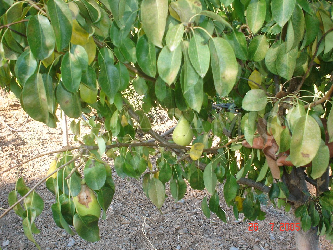 Tomt for sale in El Padron