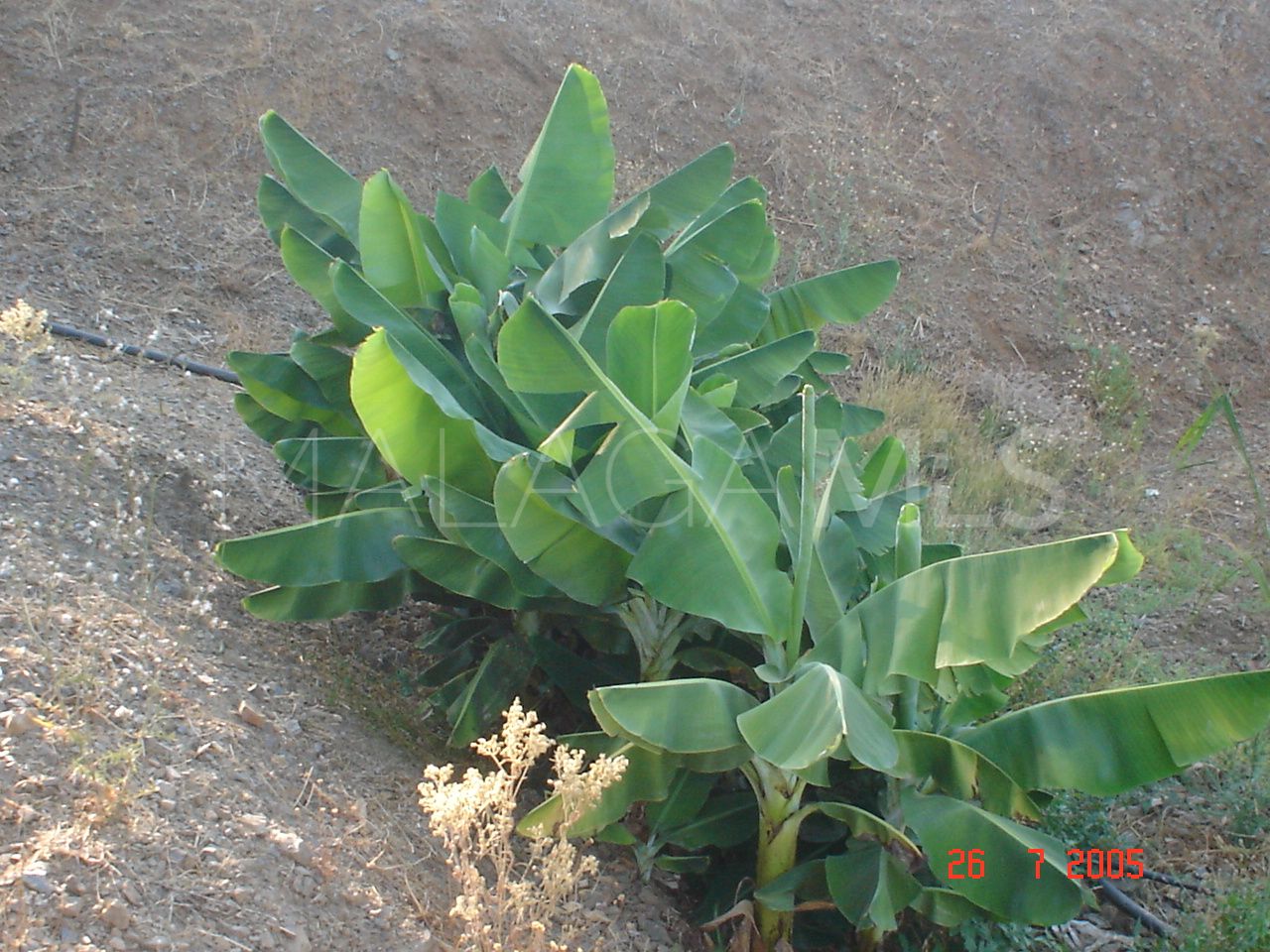 Tomt for sale in El Padron