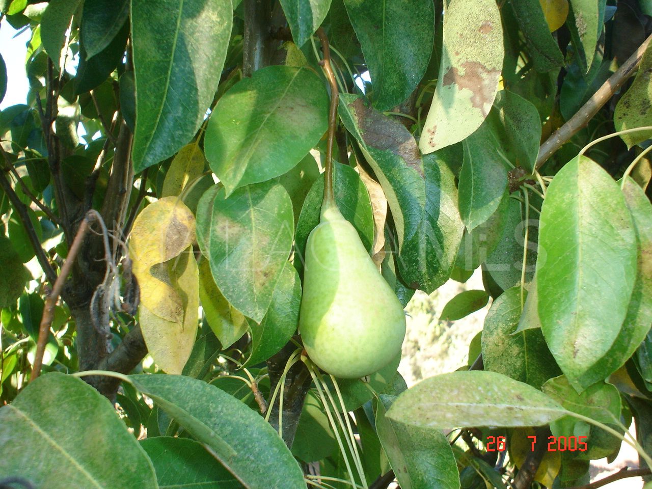 Tomt for sale in El Padron