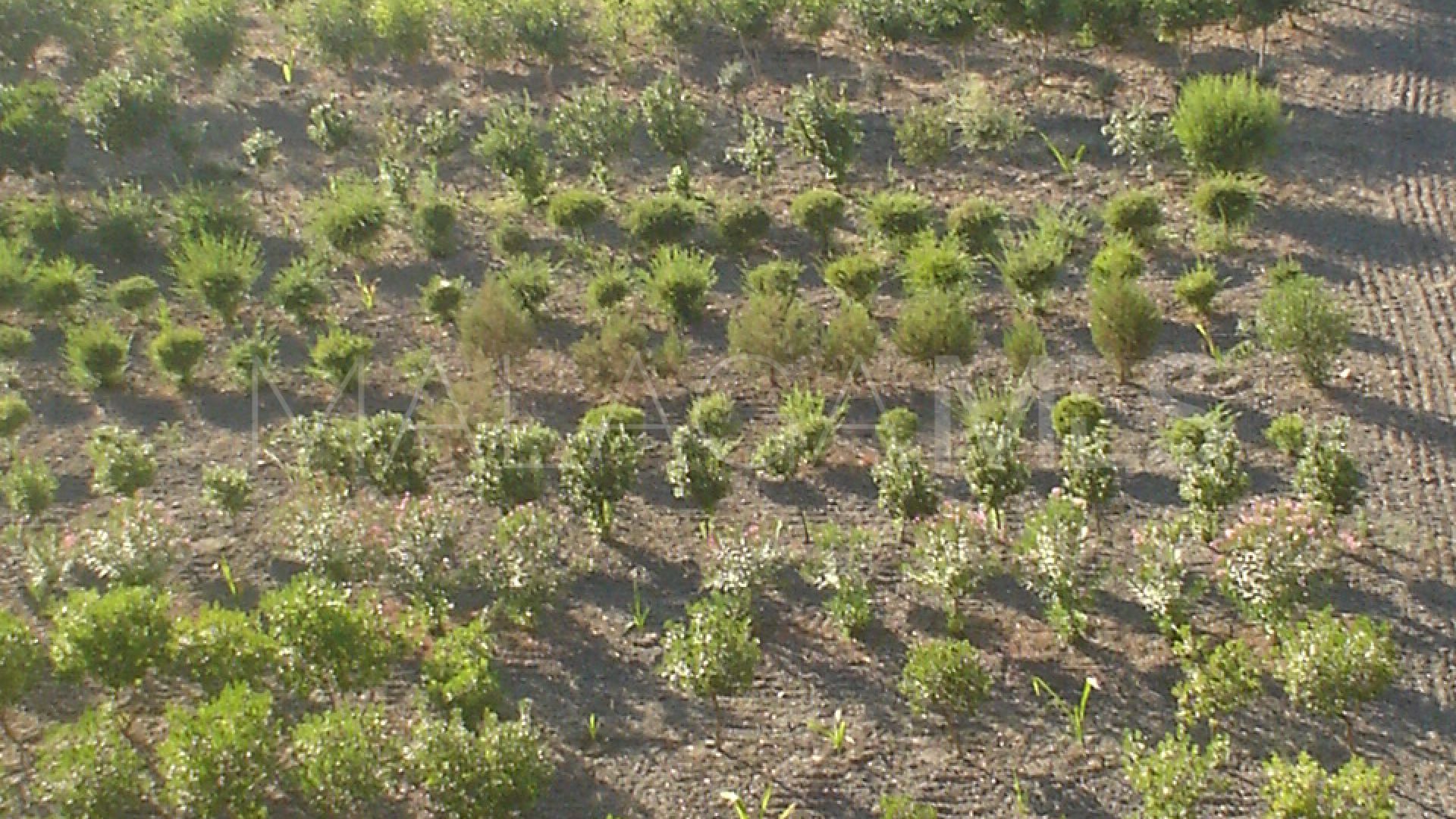 Tomt for sale in El Padron