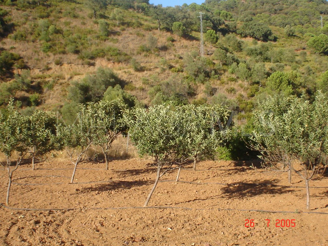 For sale plot in El Padron