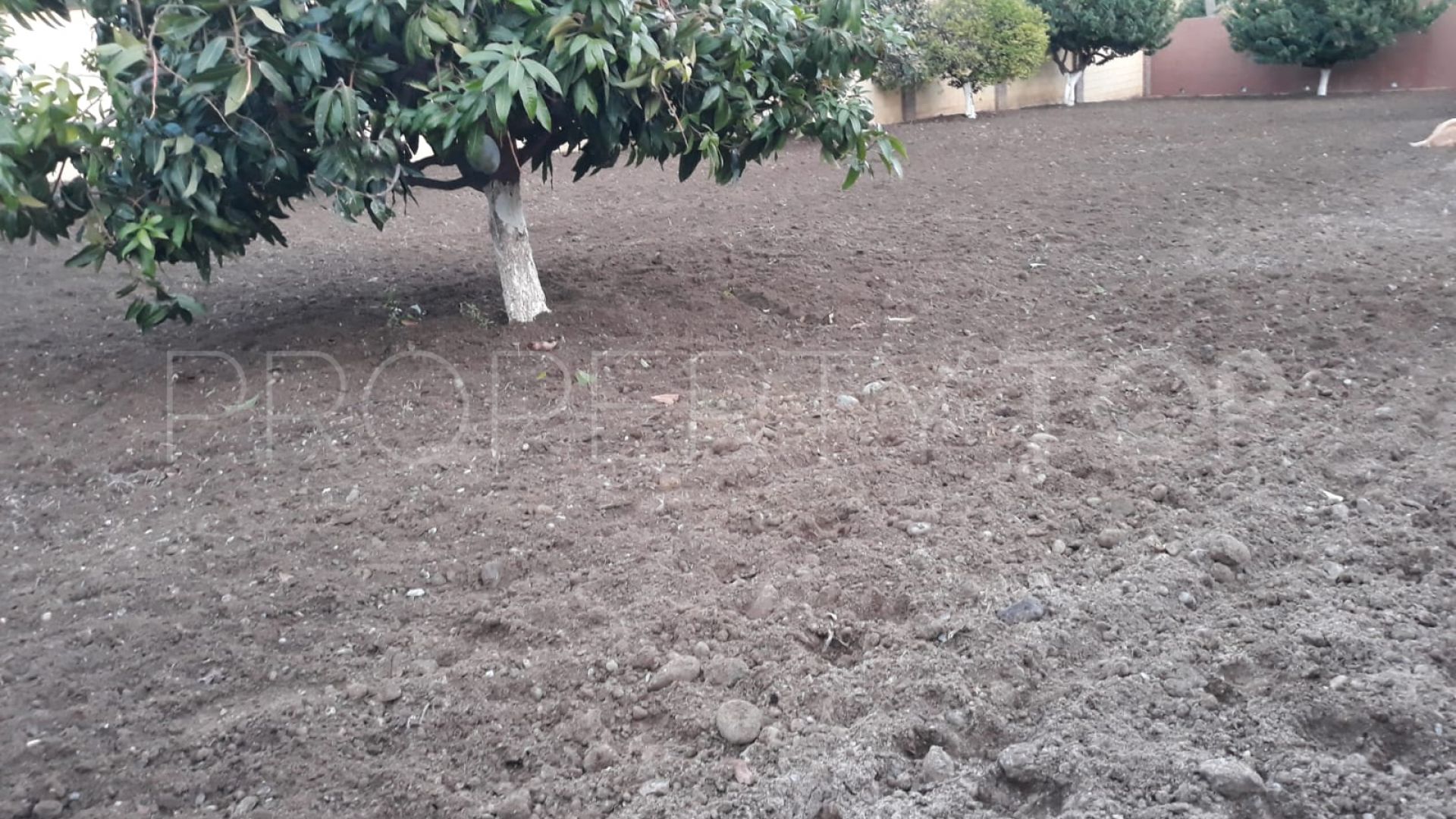 Plot in El Padron for sale