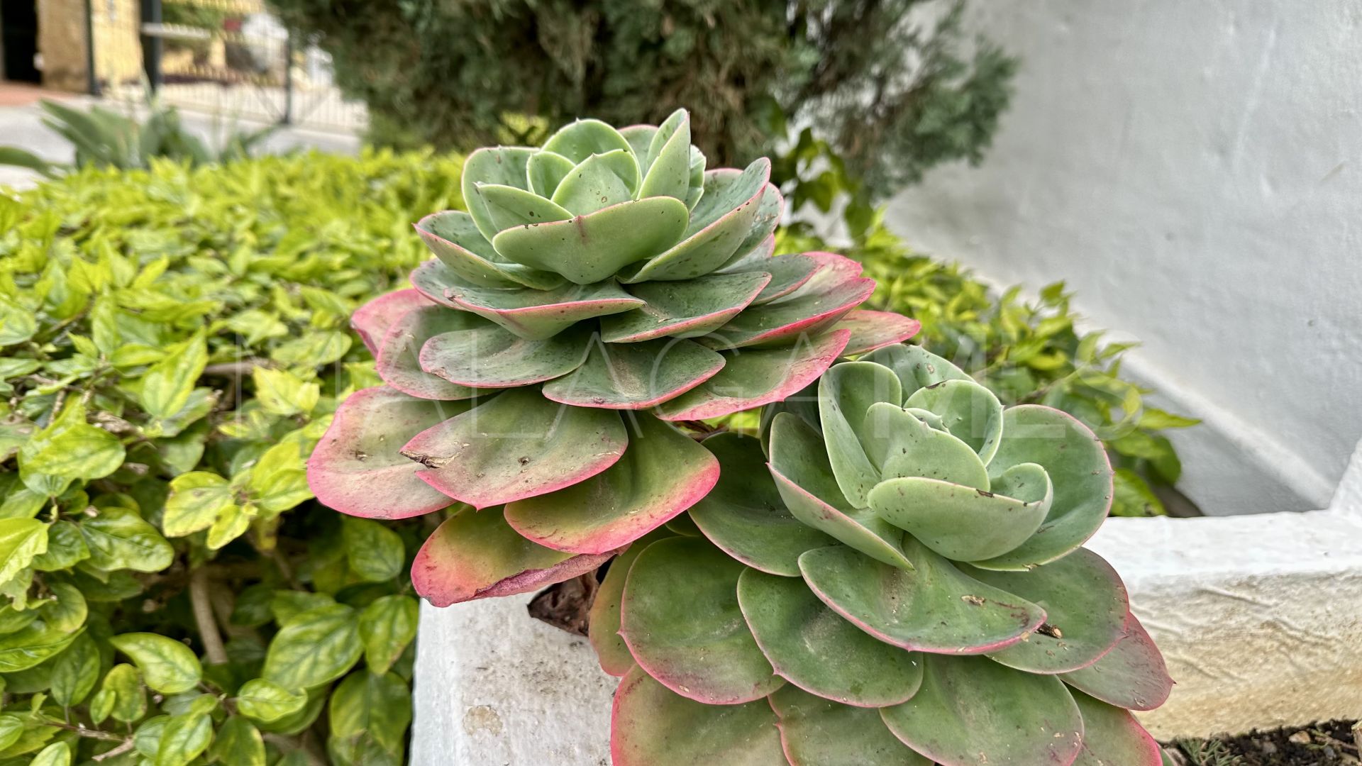 Puente Romano, adosado for sale with 3 bedrooms