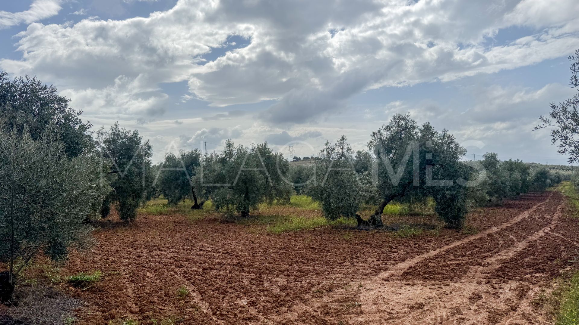 Plot for sale in Mollina