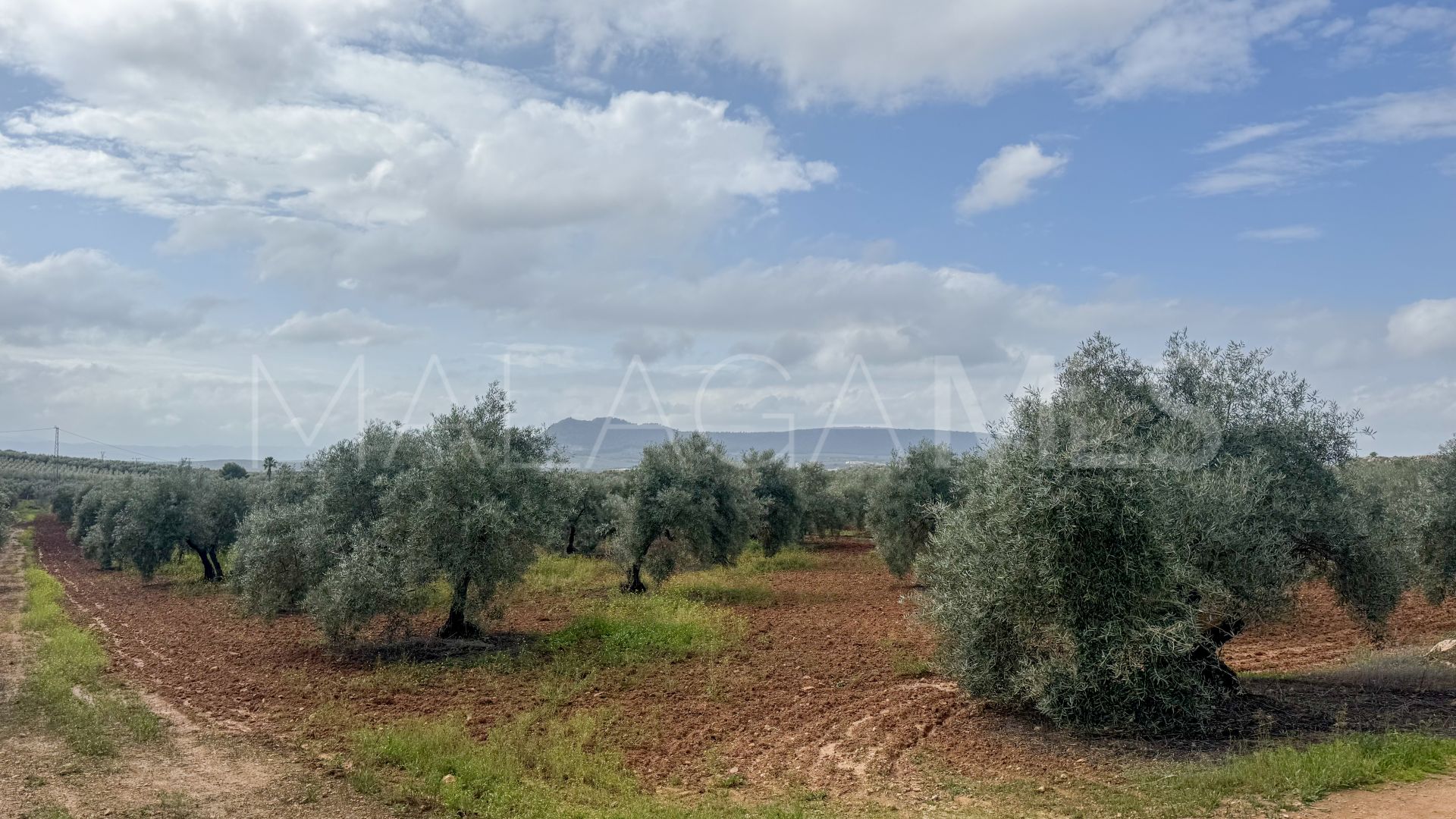 Plot for sale in Mollina