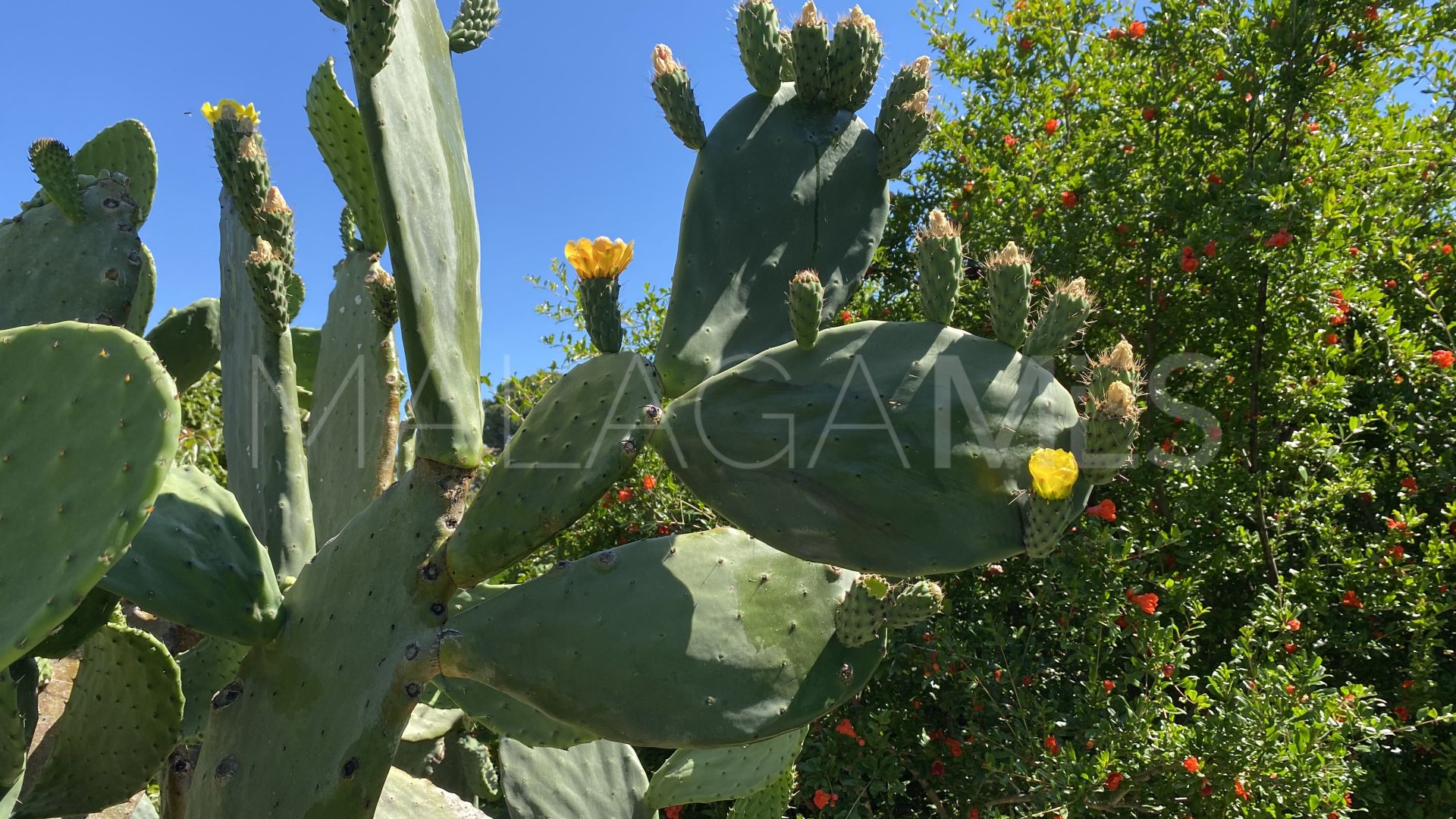 Country house with 3 bedrooms for sale in El Padron