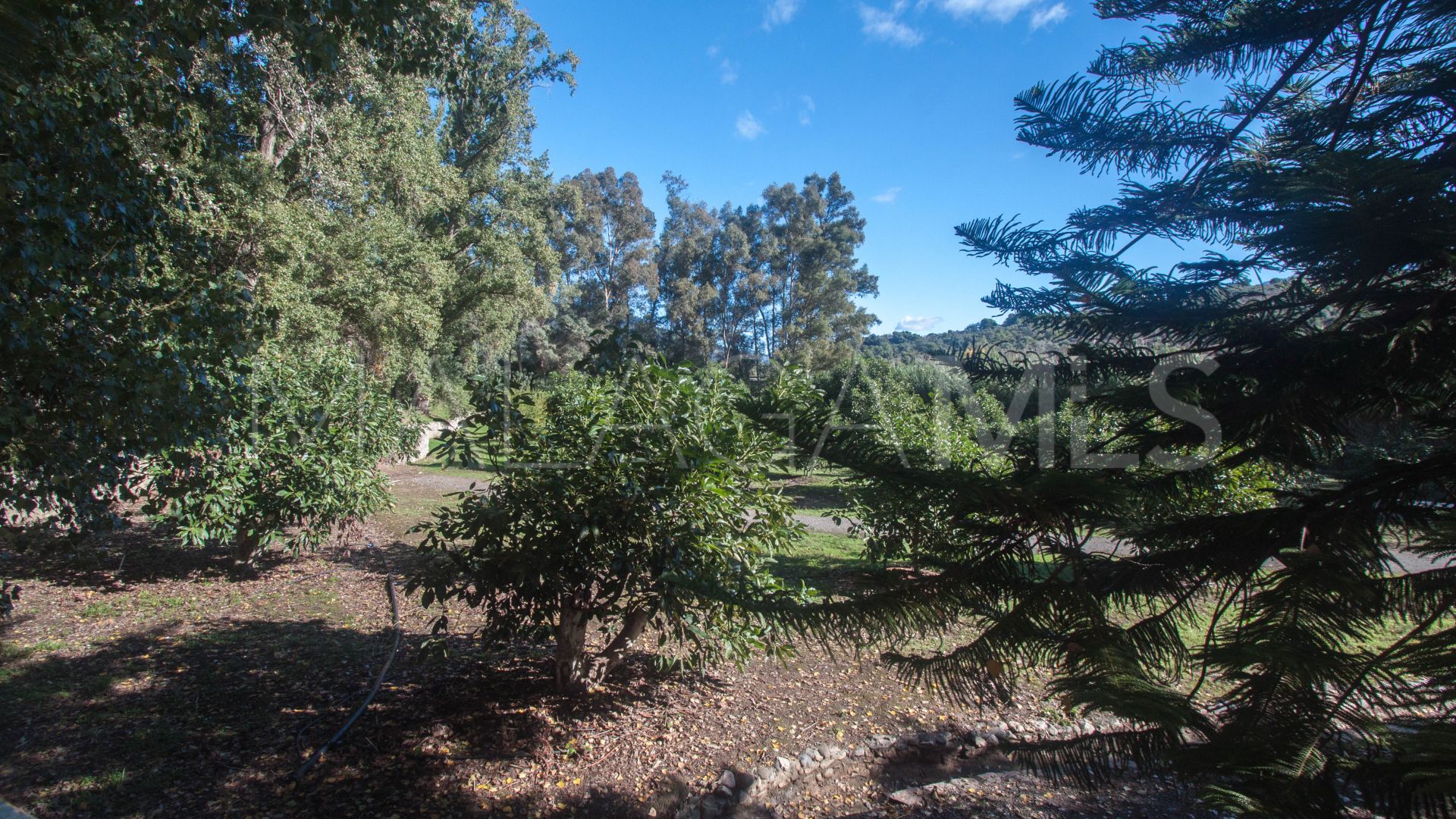 For sale finca in Casares