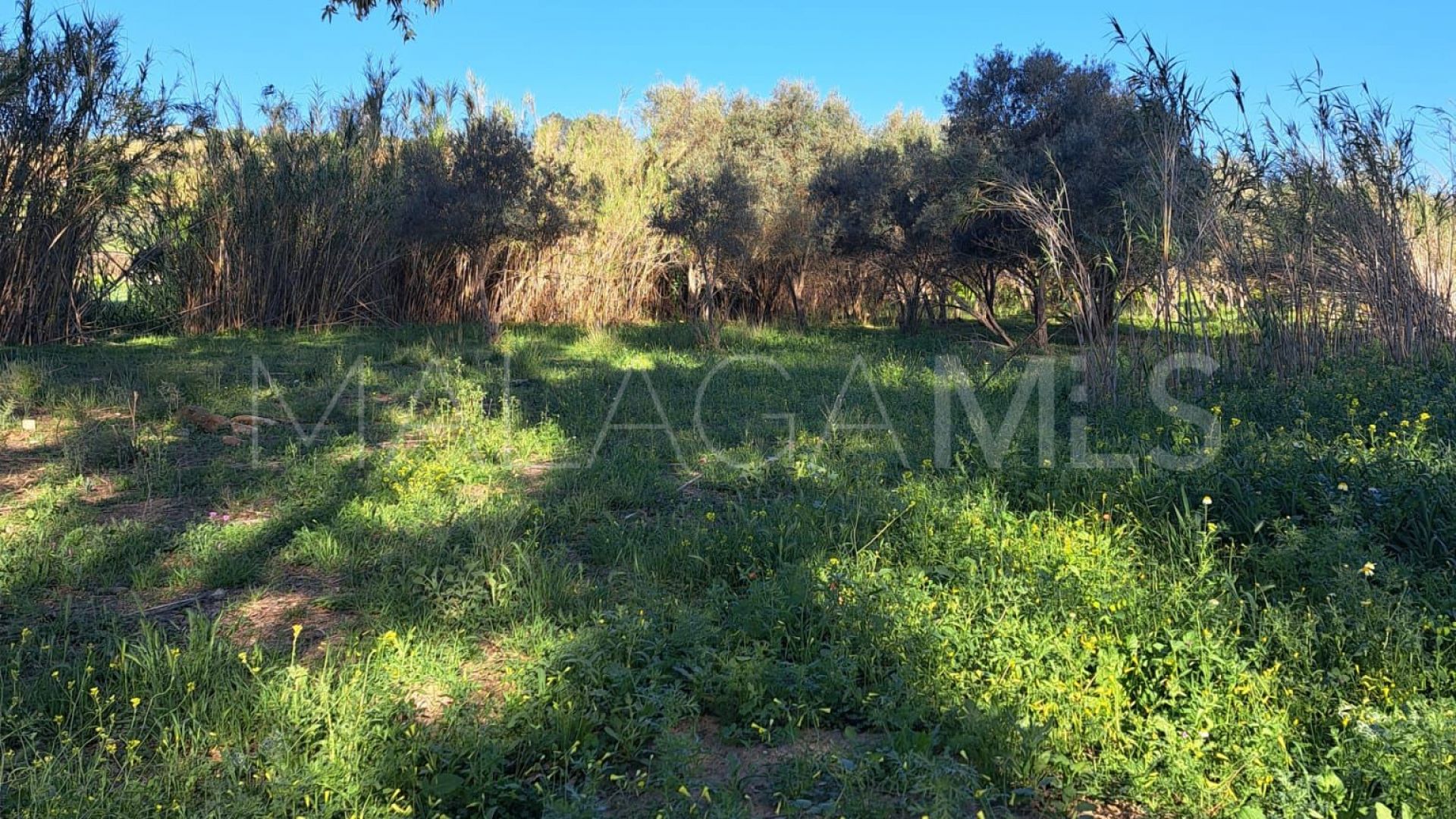 Plot in Cartama for sale