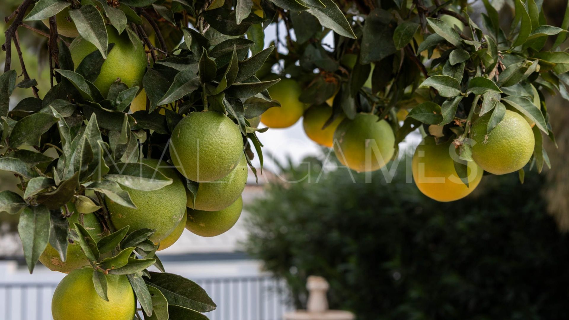 Villa with 6 bedrooms for sale in Marbella East