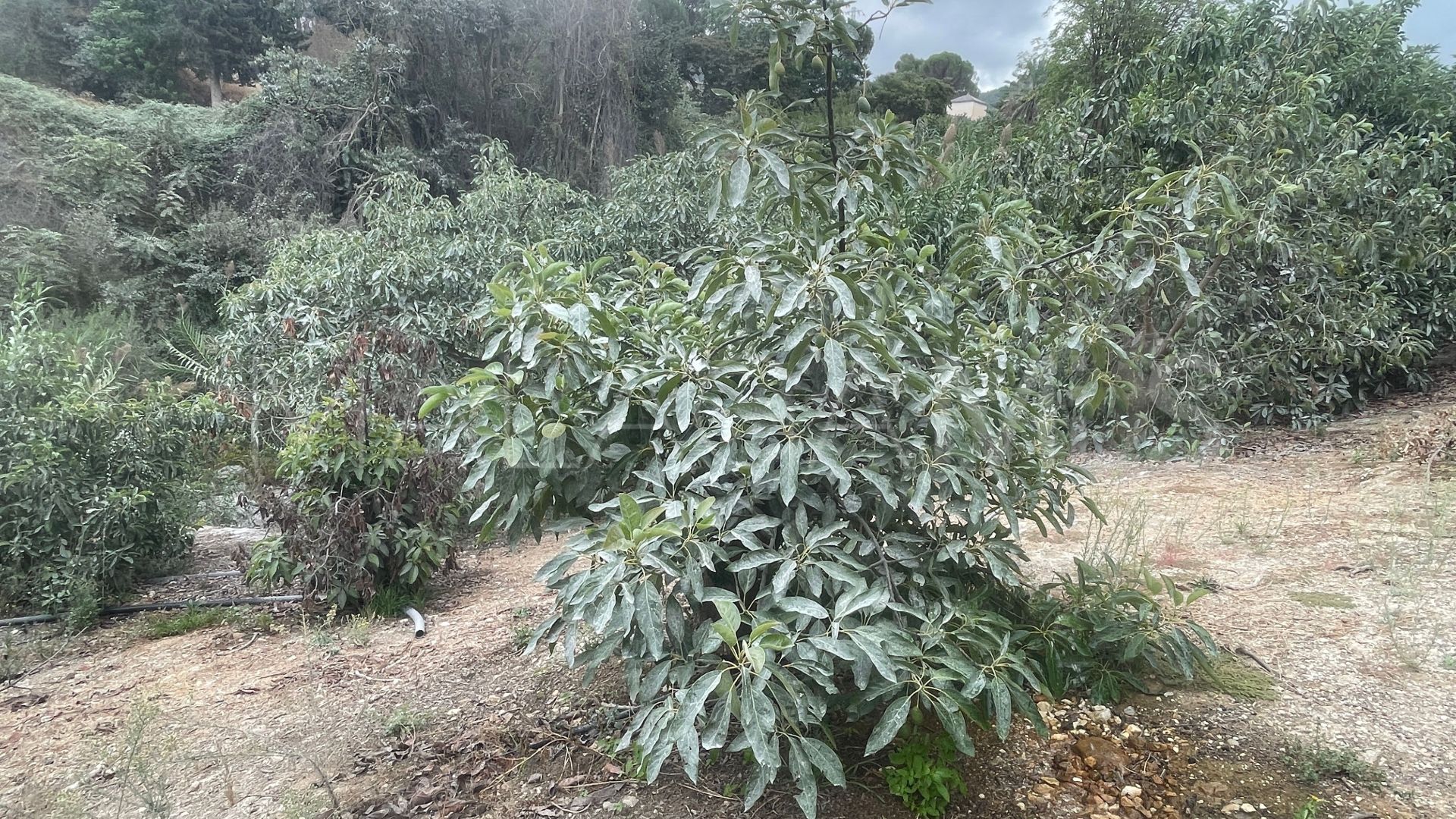 Finca for sale in Coin