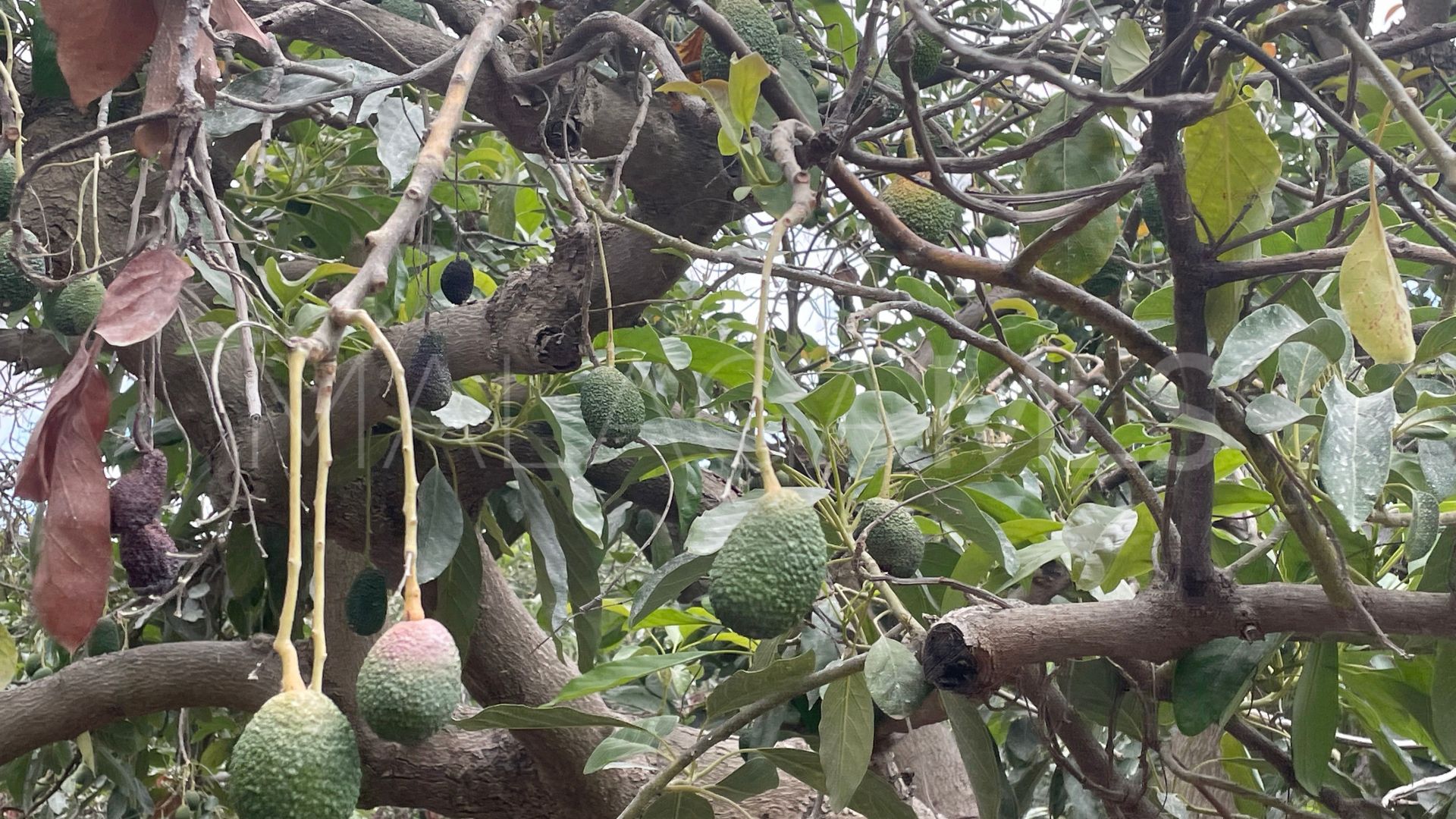 Finca for sale in Coin