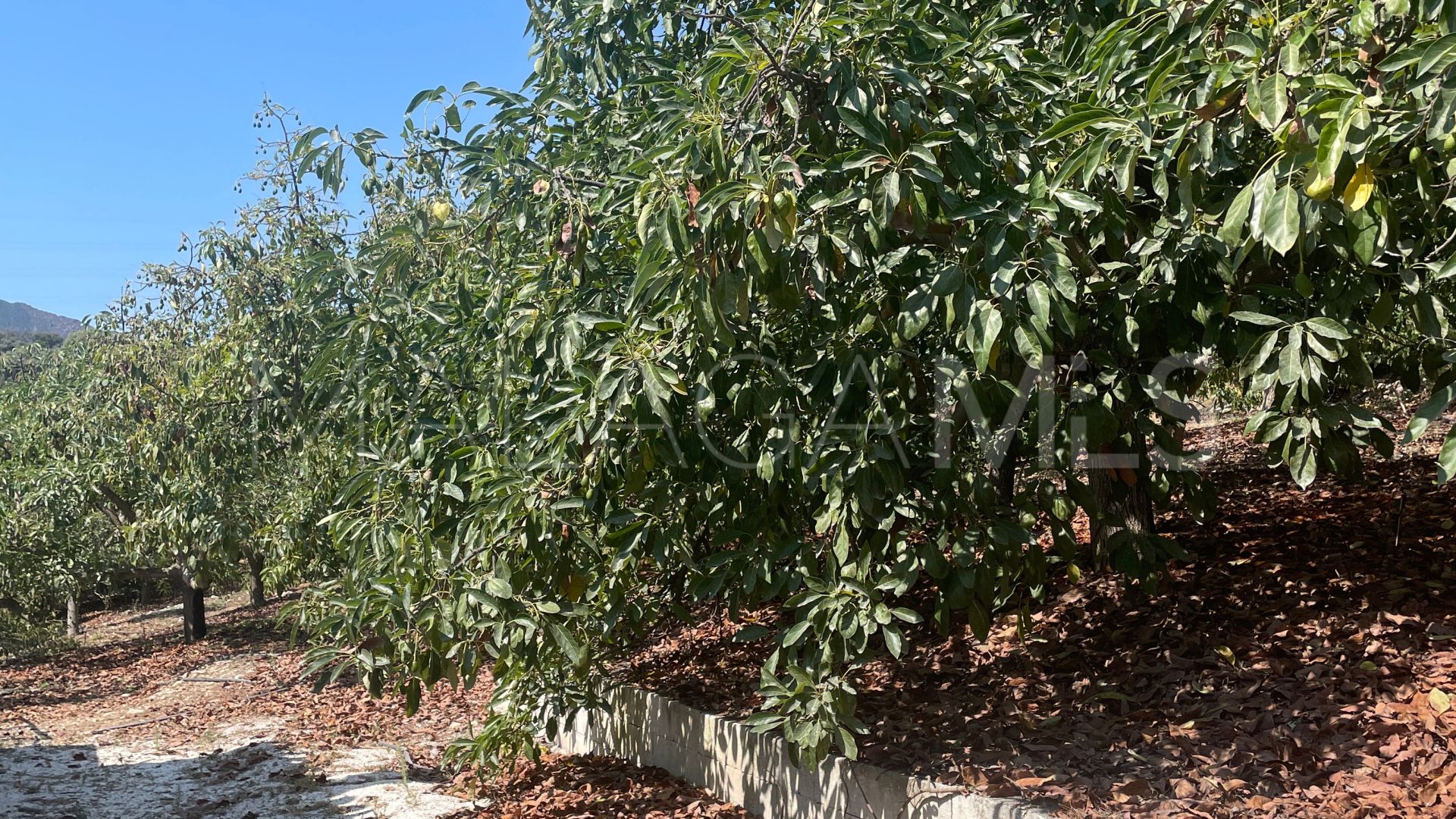 Finca for sale in Coin