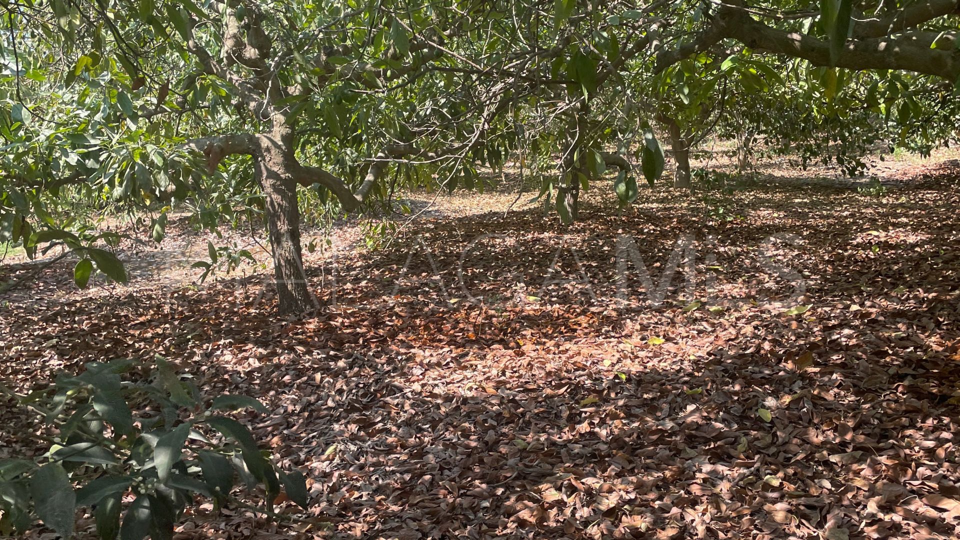 Finca for sale in Coin