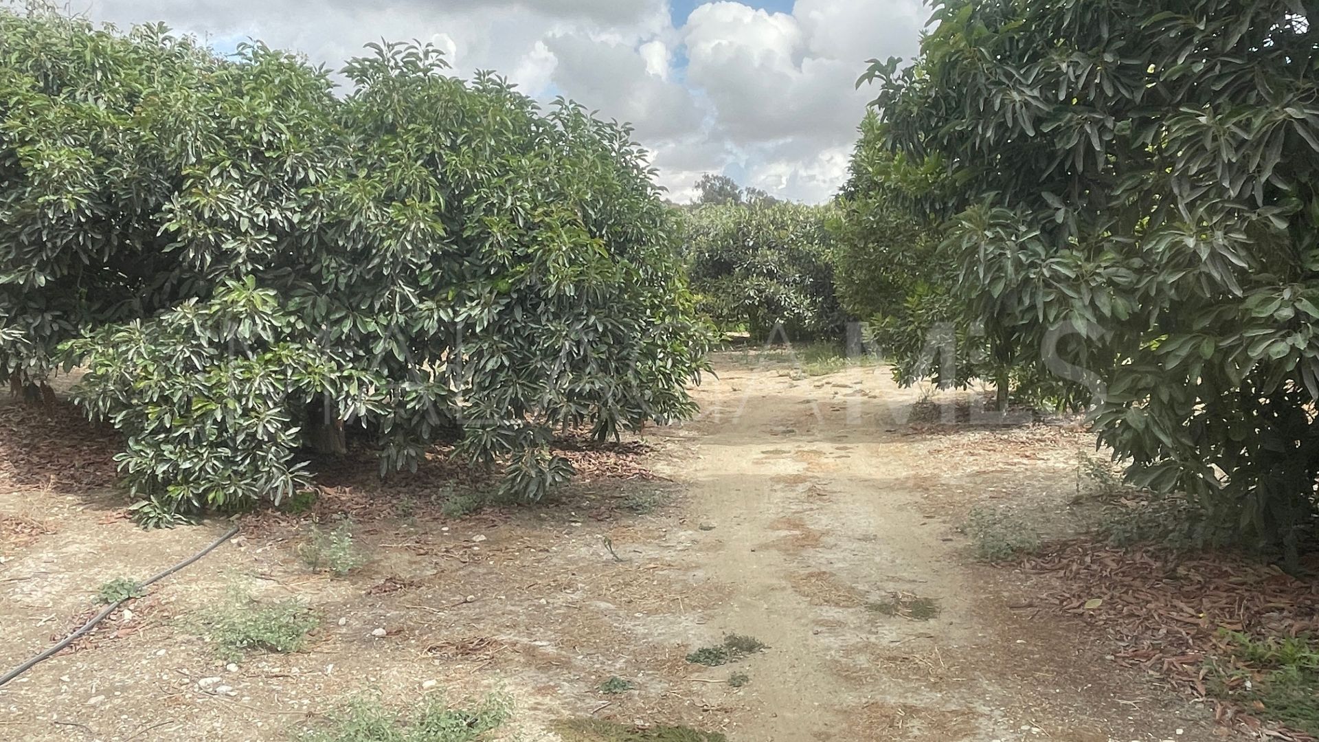 Finca for sale in Coin