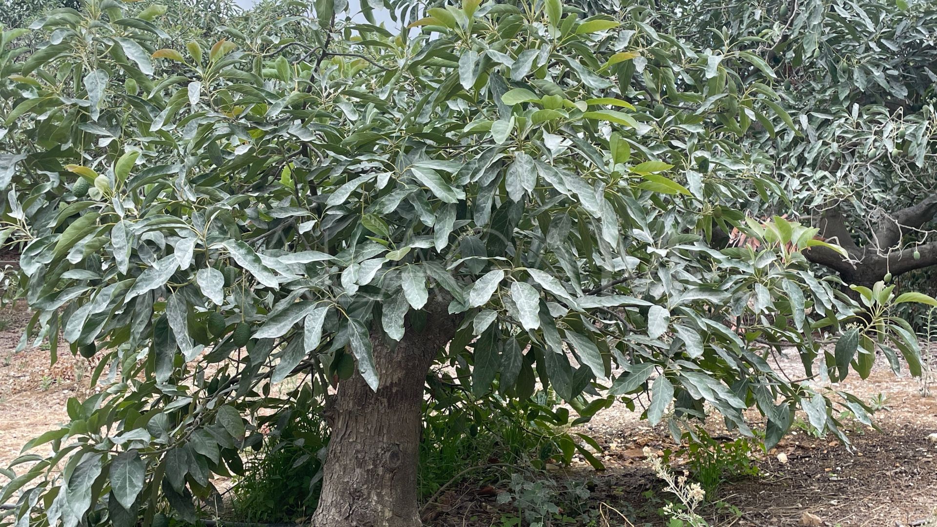 Finca for sale in Coin