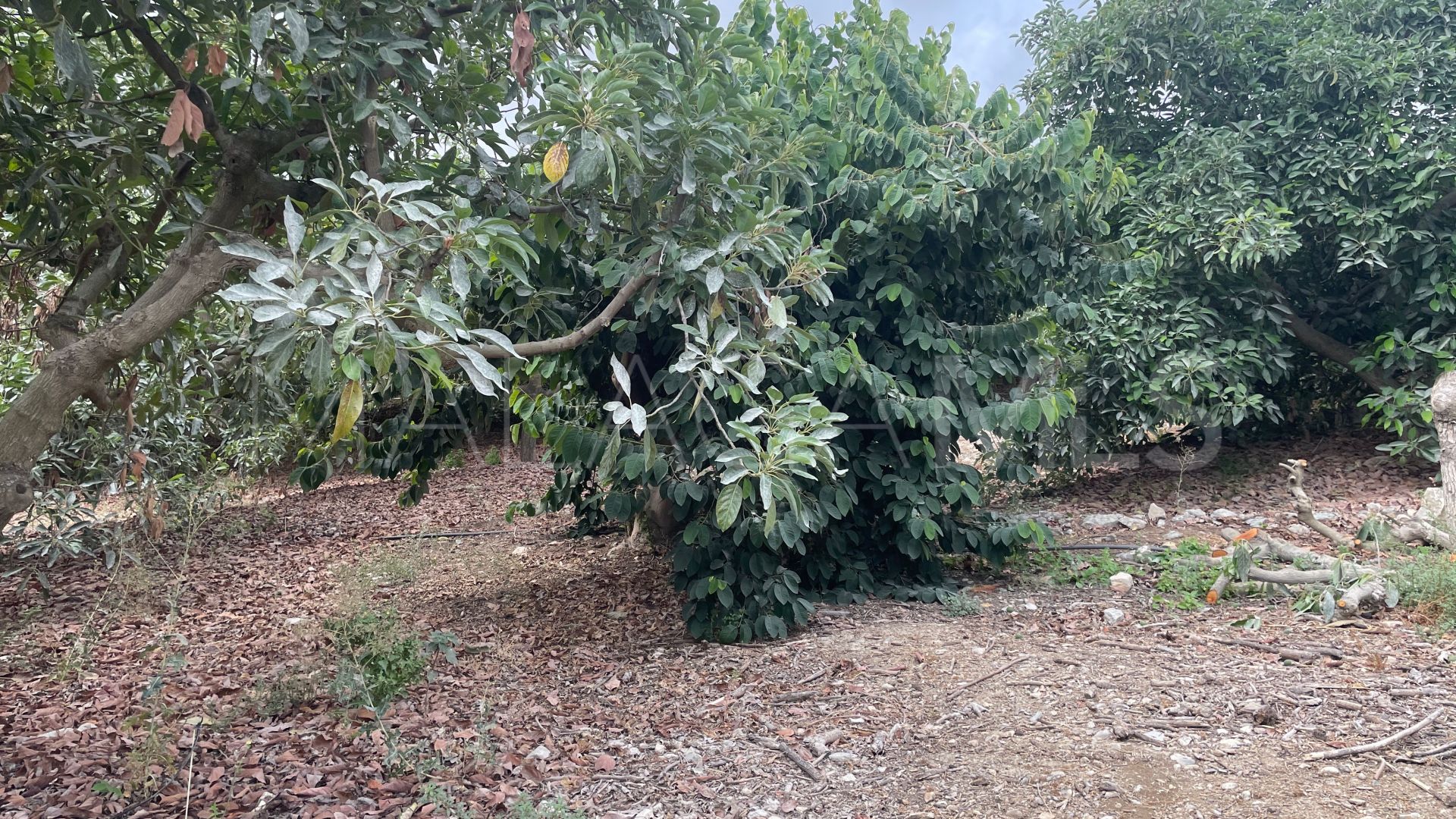 Finca for sale in Coin