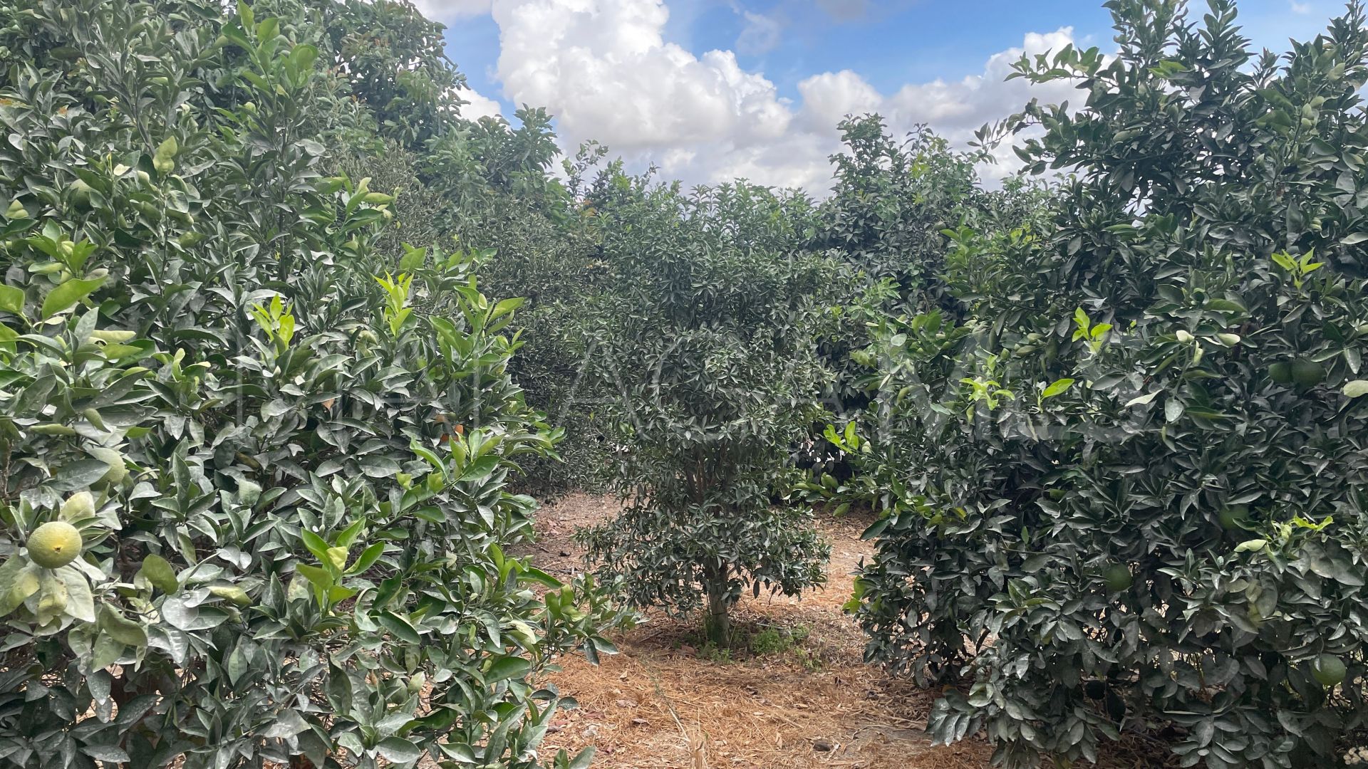 Finca for sale in Coin