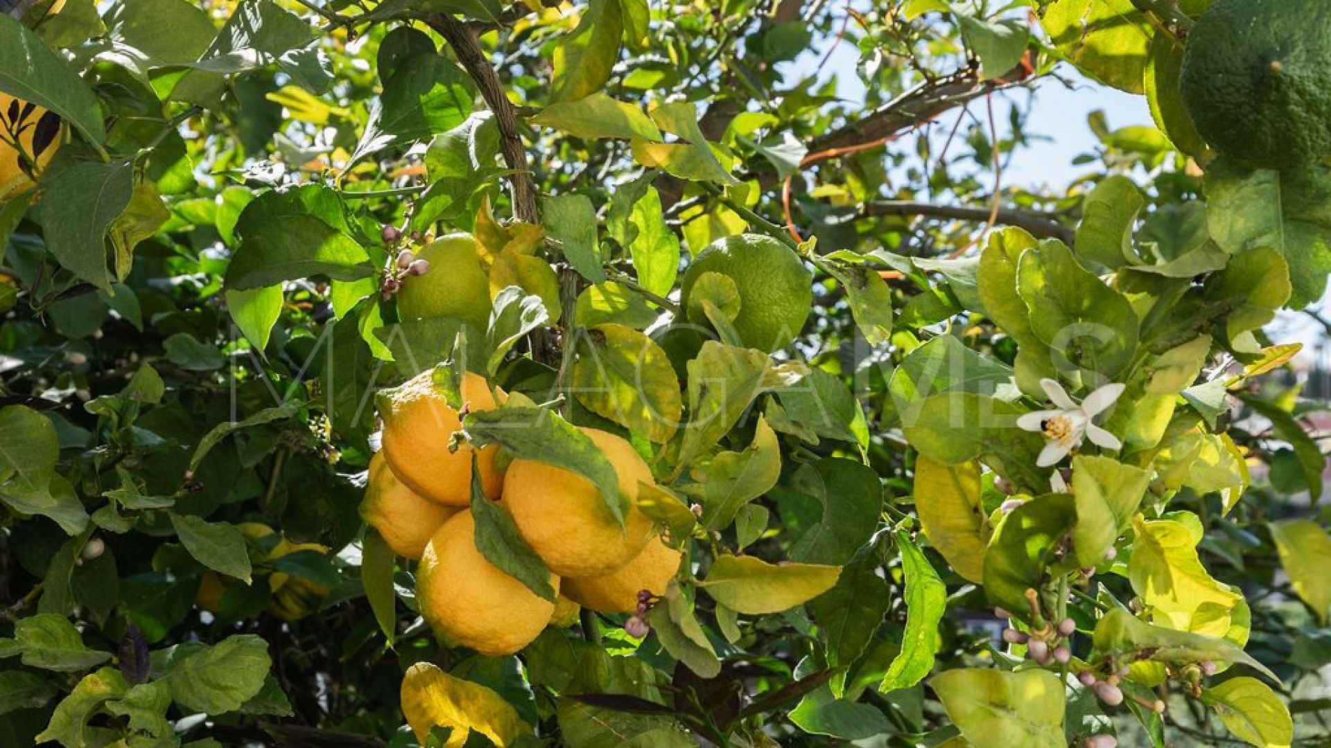 Villa for sale with 4 bedrooms in Torreblanca