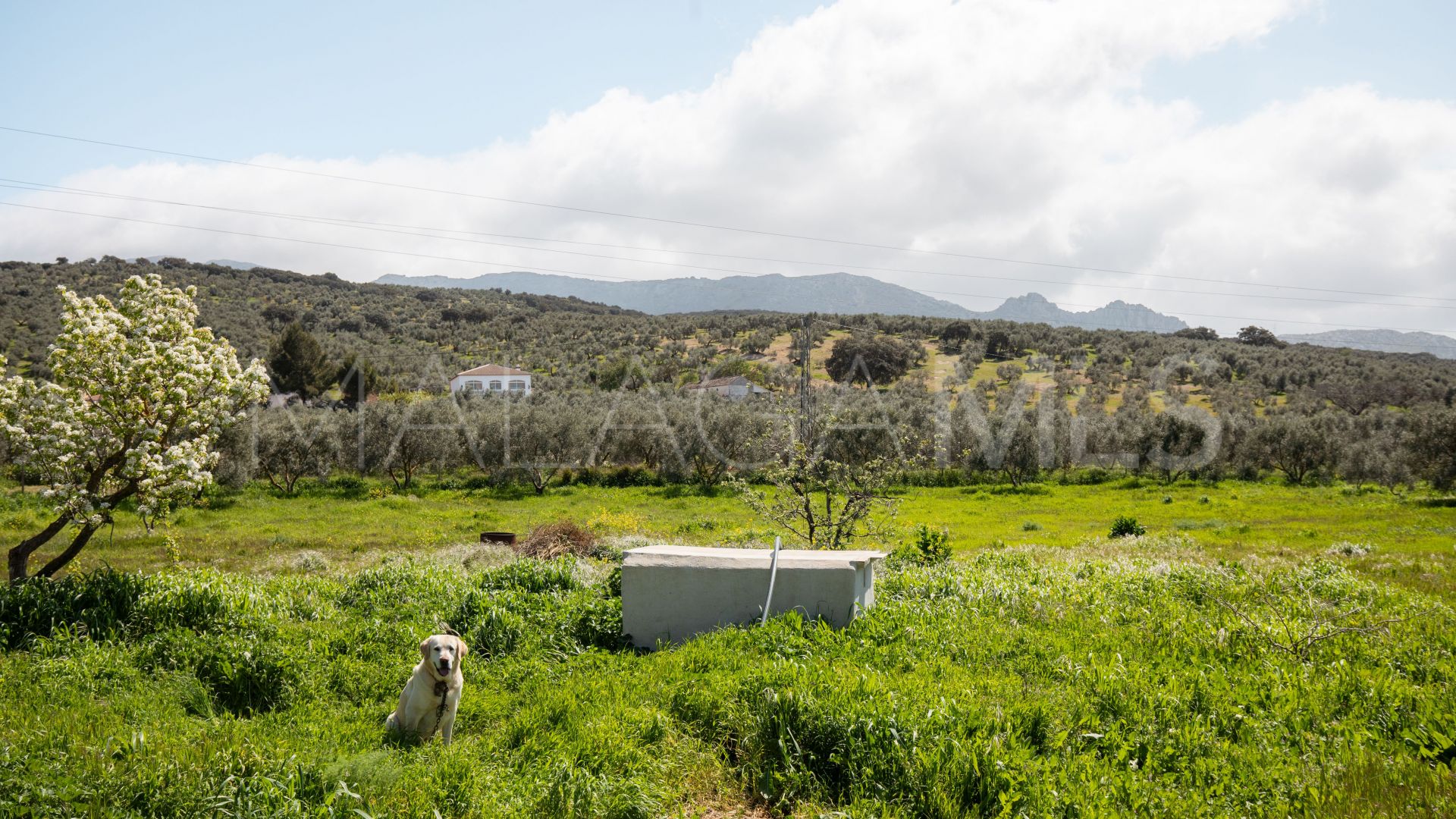 Finca for sale in Antequera