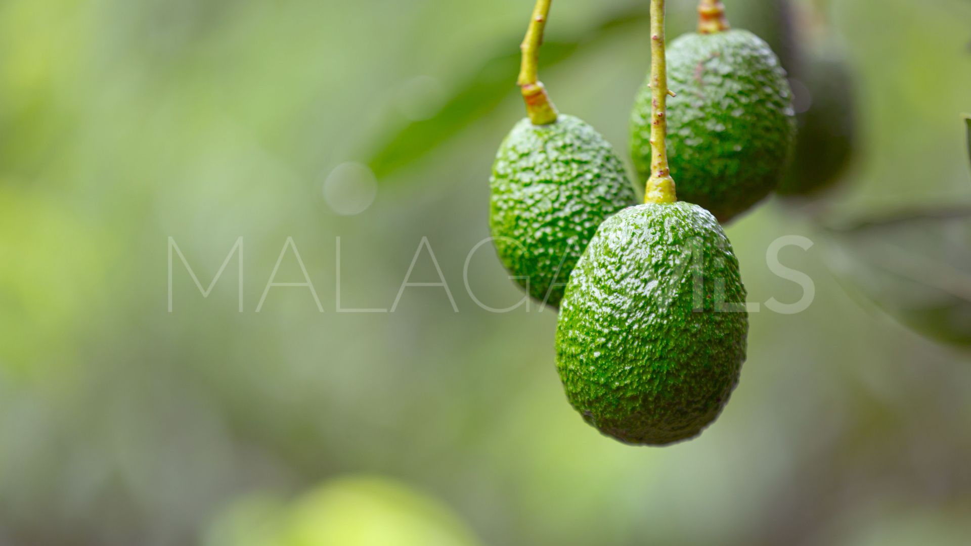 Plot for sale in Mijas