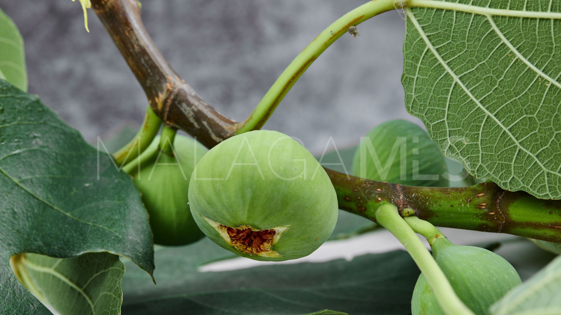 Plot for sale in Mijas